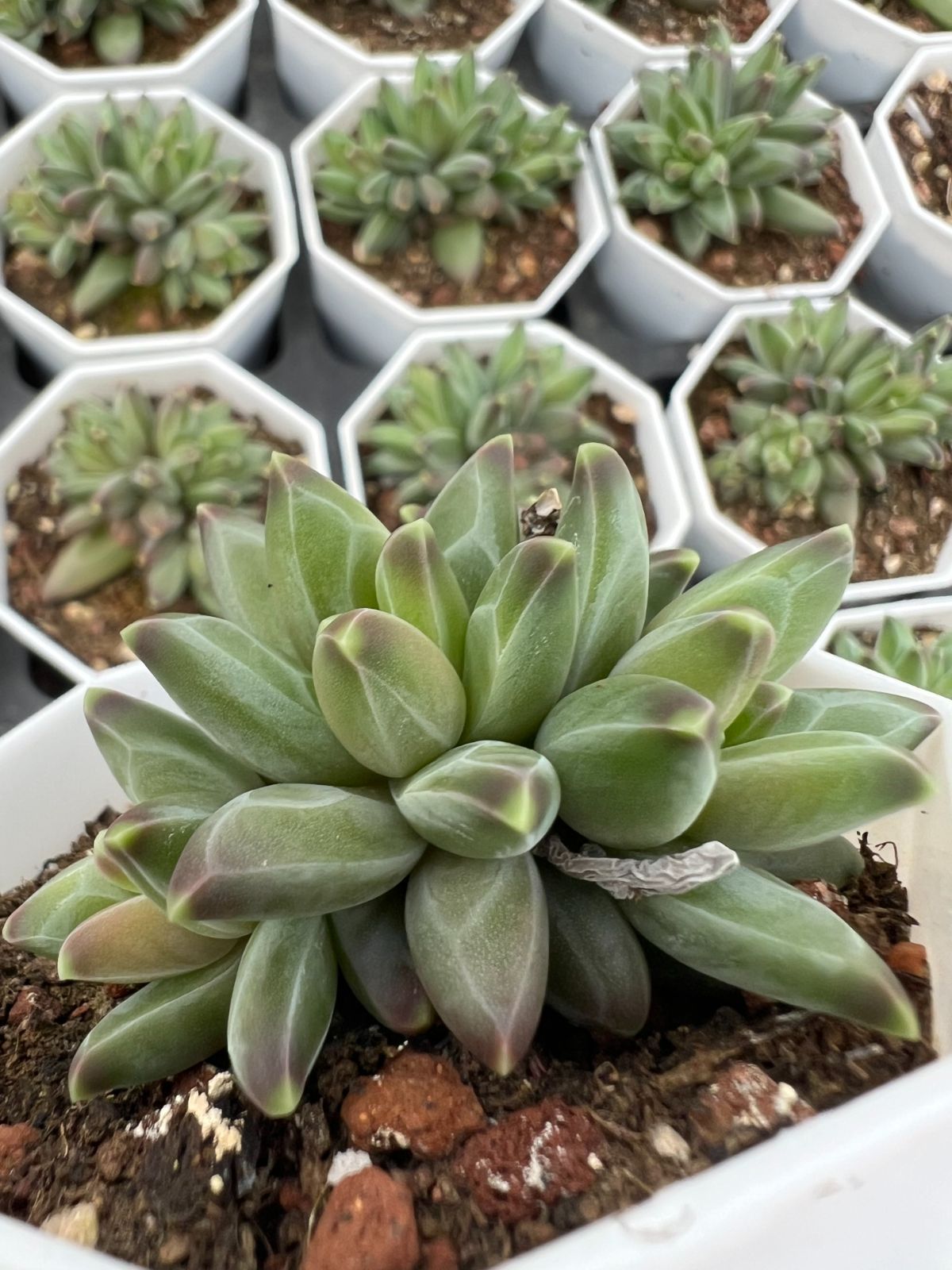 50株×ファンゴー 多肉植物 エケベリア セダム アエオニウム グラプトペタルム 韓国苗 寄せ植え YP 169