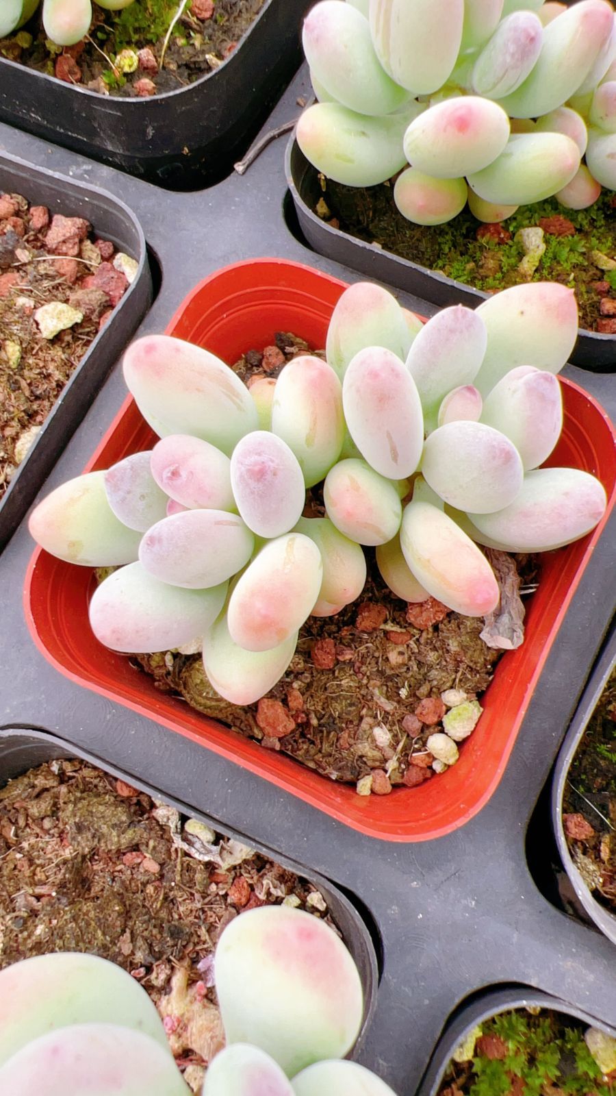 50株×アップルミルク 多肉植物 エケベリア セダム アエオニウム グラプトペタルム 韓国苗 寄せ植え YP 156