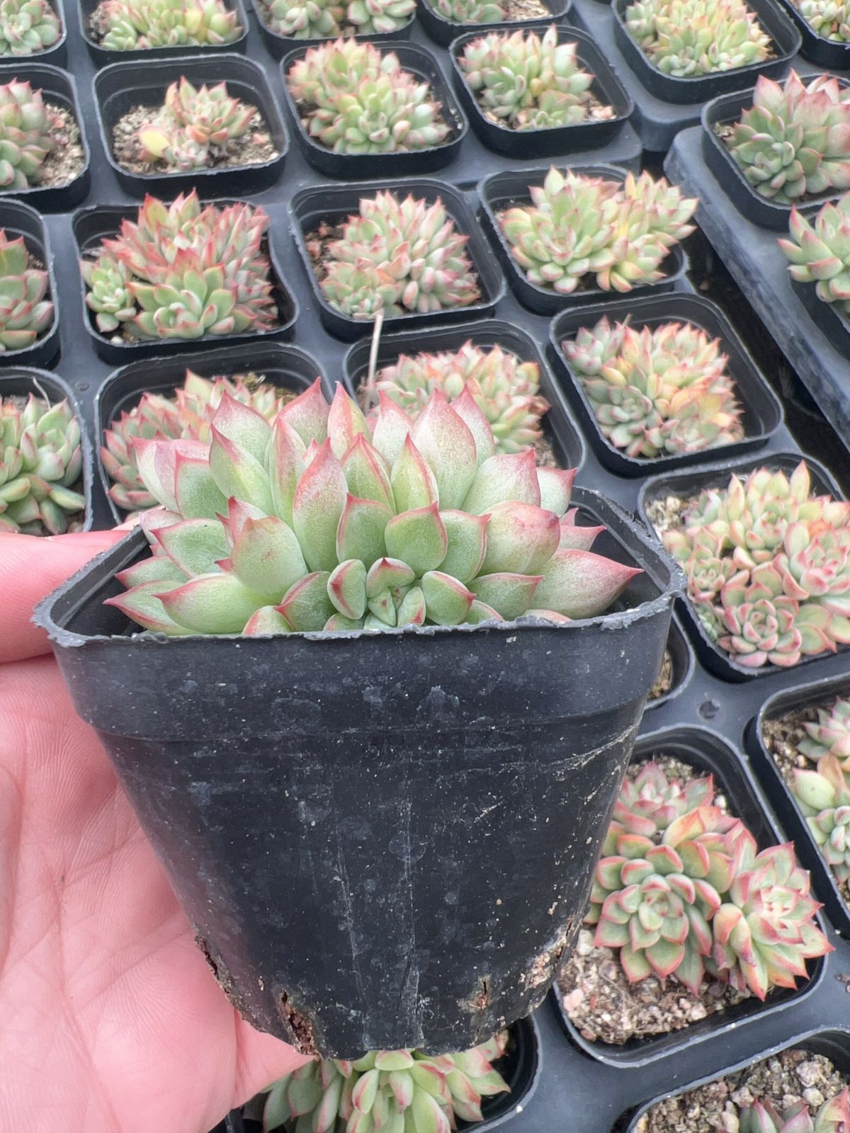 50株 メヒナ 多肉植物 エケベリア セダム アエオニウム グラプトペタルム 韓国苗 寄せ植え YP 106