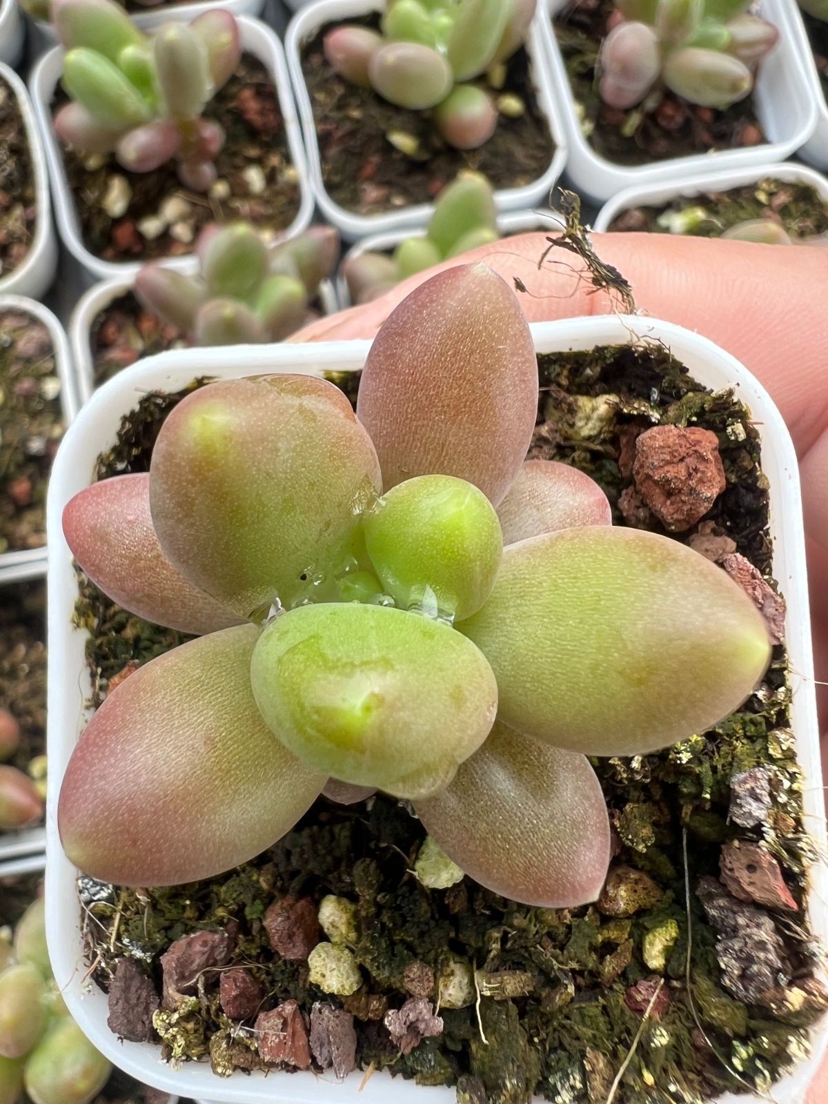 50株×マンゴーミルク 多肉植物 エケベリア セダム アエオニウム グラプトペタルム 韓国苗 寄せ植え YP 129