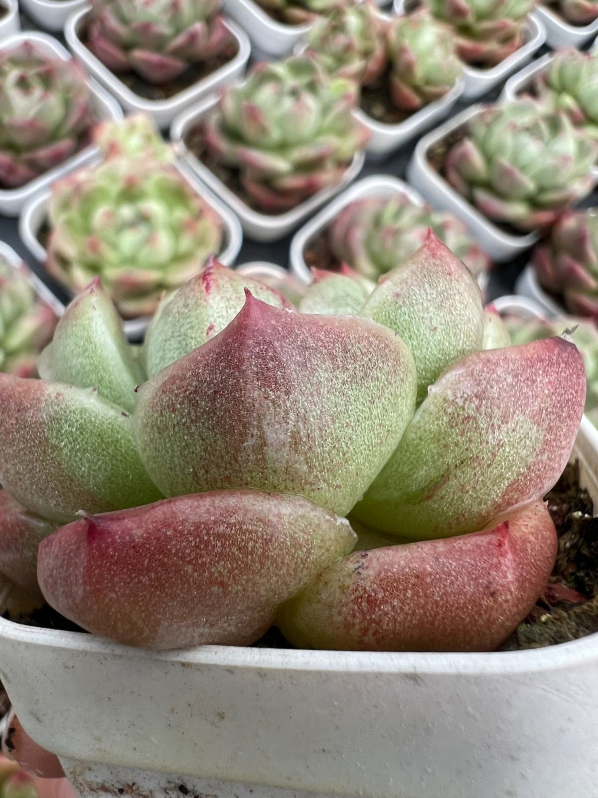 50株×ラムレット 多肉植物 エケベリア セダム アエオニウム グラプトペタルム 韓国苗 寄せ植え YP 132