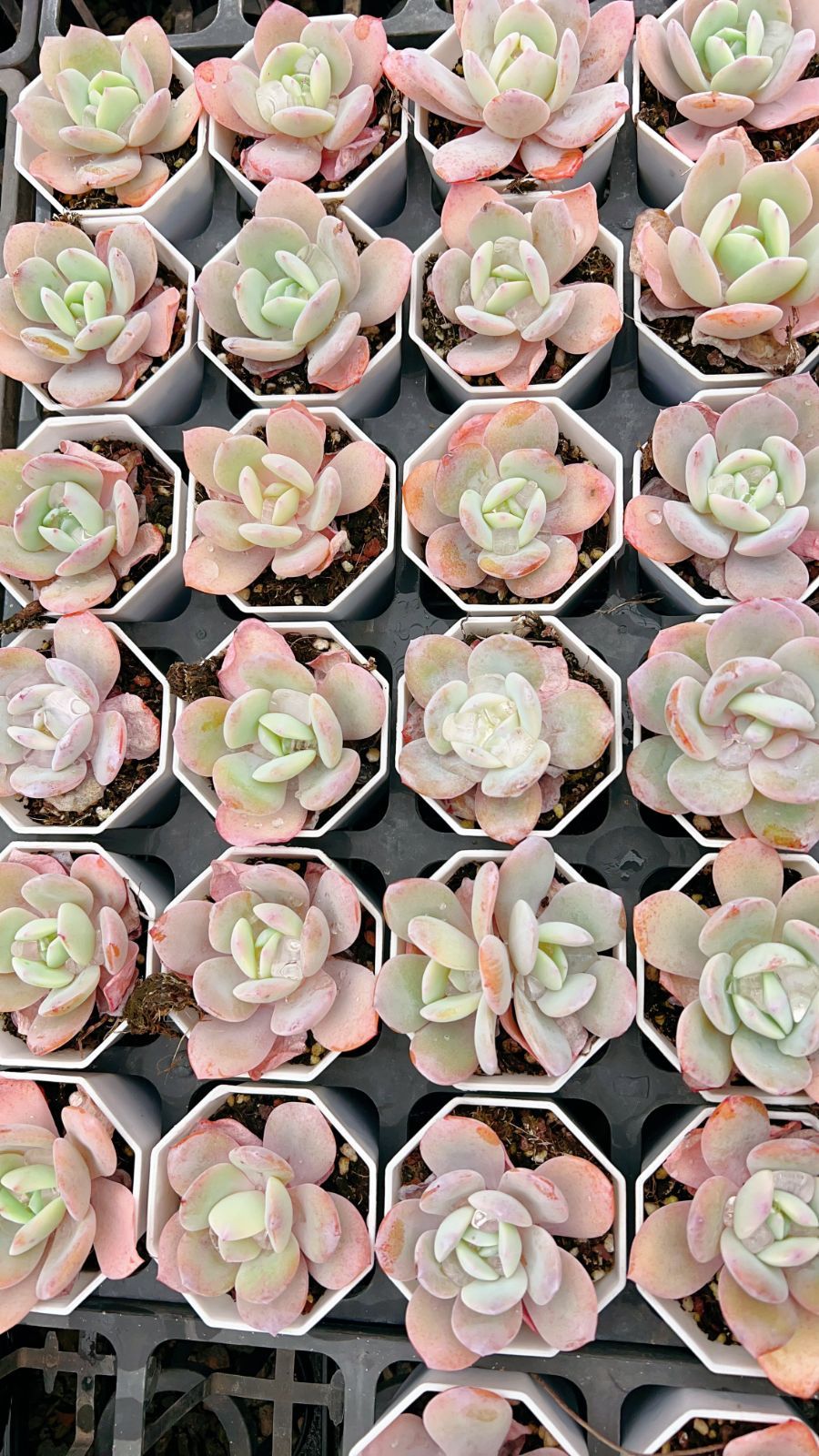 50株 ミルクティー 多肉植物 エケベリア セダム アエオニウム グラプトペタルム 韓国苗 寄せ植え YP 134