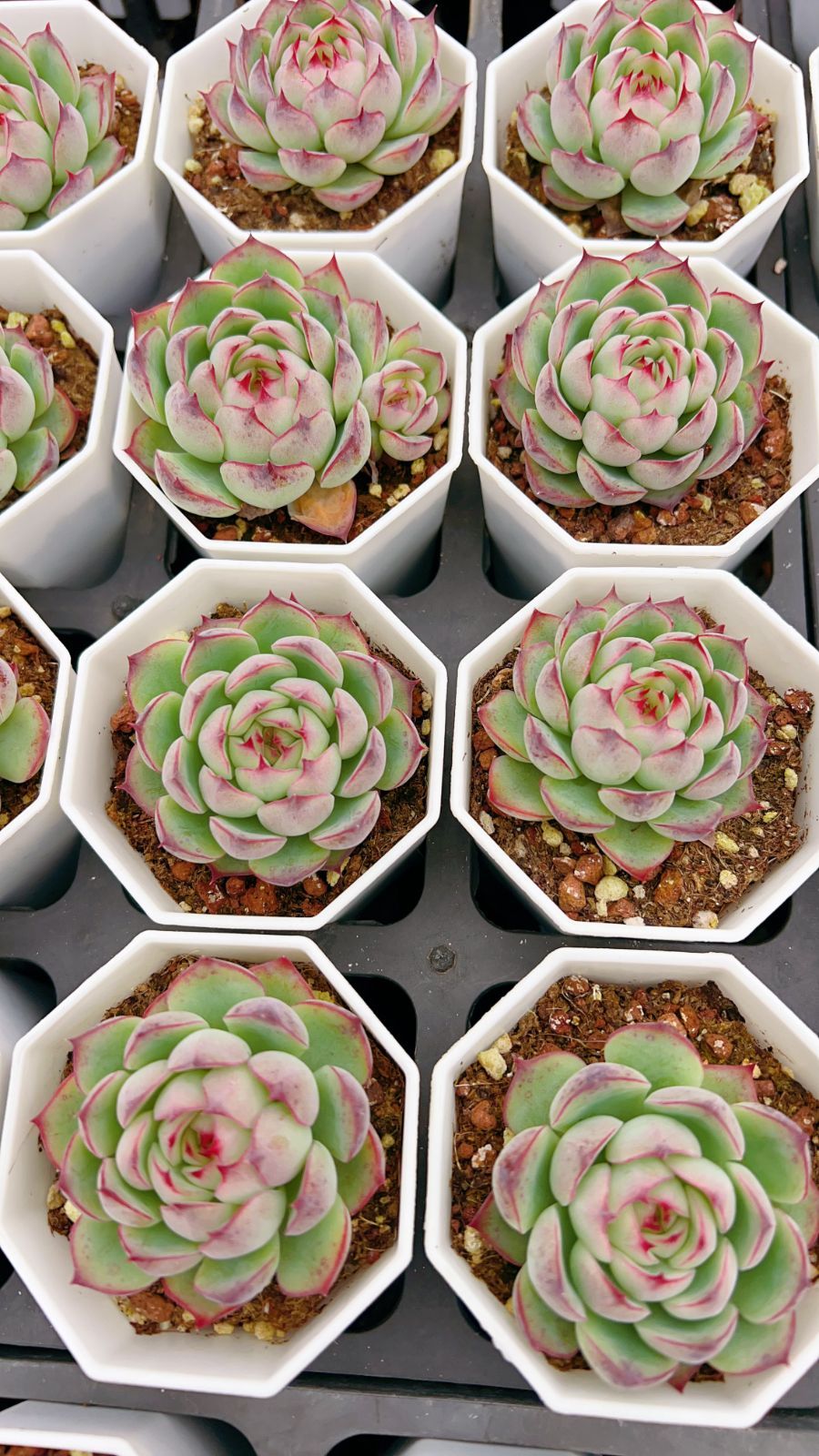 50株×コウコン 多肉植物 エケベリア セダム アエオニウム グラプトペタルム 韓国苗 寄せ植え YP 157