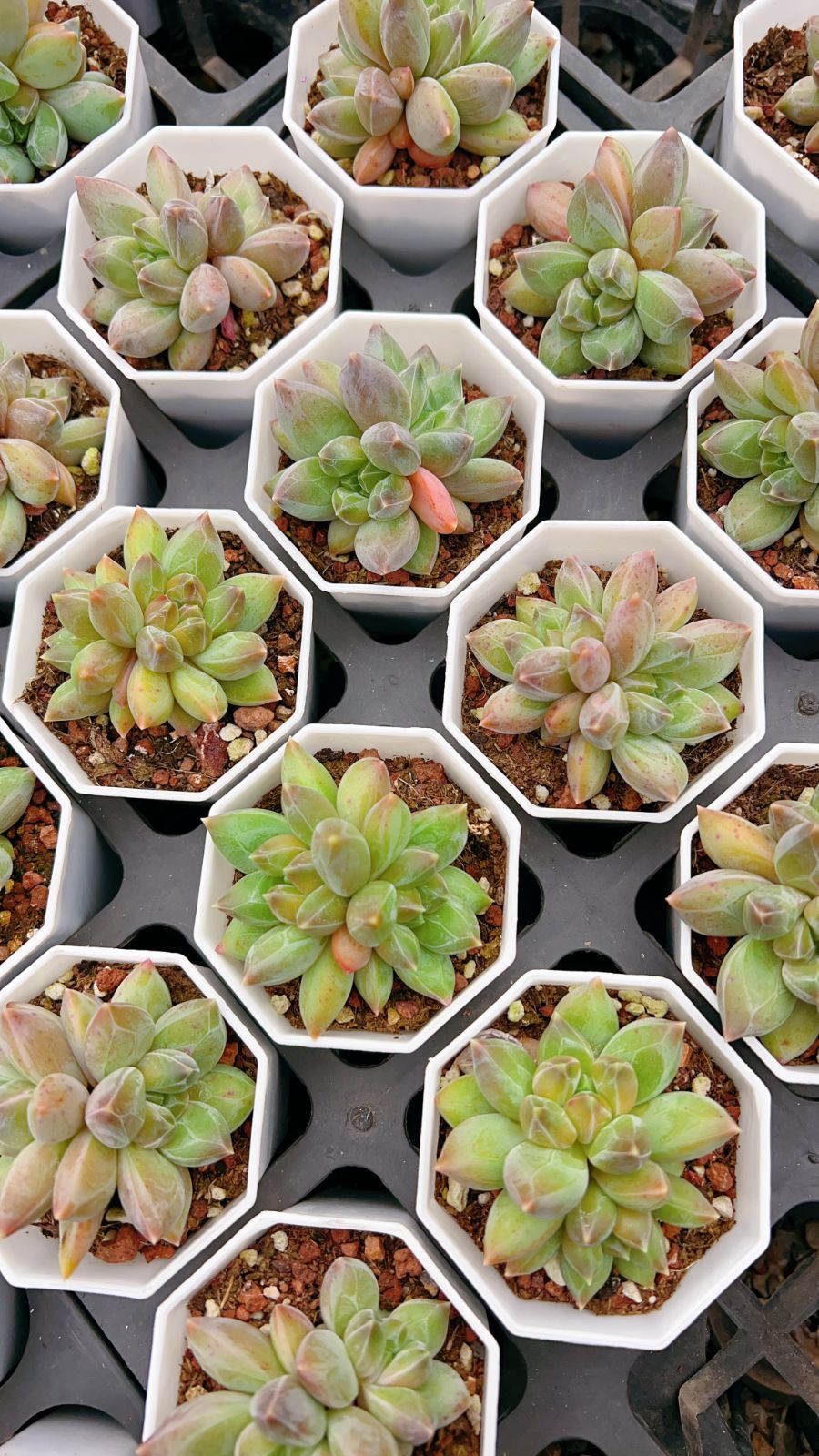 50株 チョウロウ 多肉植物 エケベリア セダム アエオニウム グラプトペタルム 韓国苗 寄せ植え YP 165