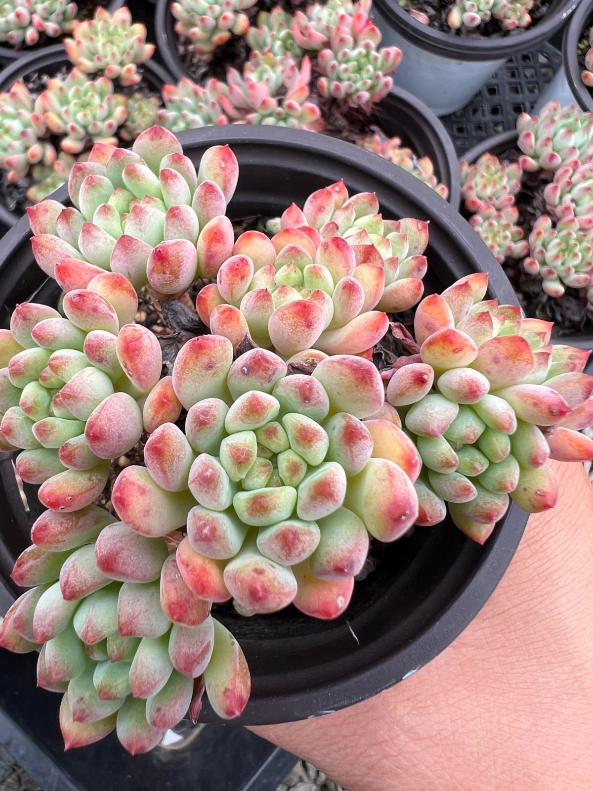 50株×ブルーアップル 多肉植物 エケベリア セダム アエオニウム グラプトペタルム 韓国苗 寄せ植え YP 168