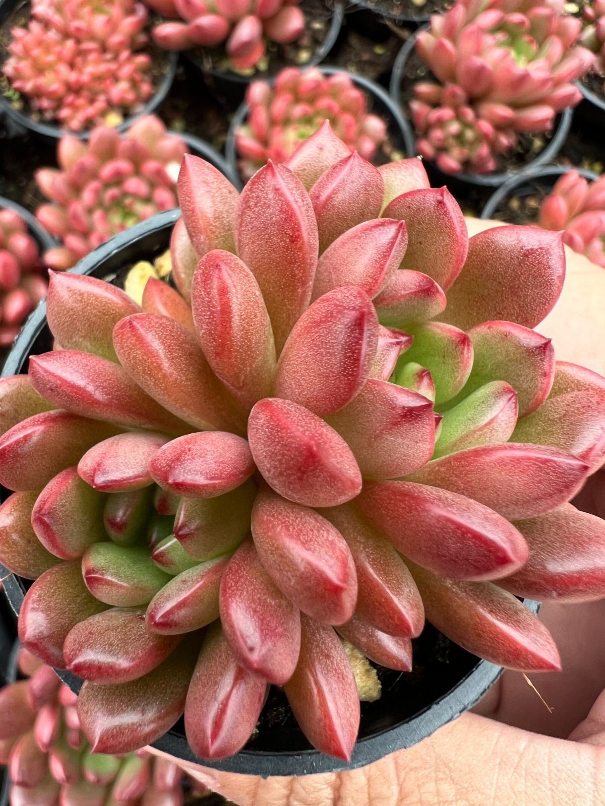 50株 ルビー 多肉植物 エケベリア セダム アエオニウム グラプトペタルム 韓国苗 寄せ植え YP 139