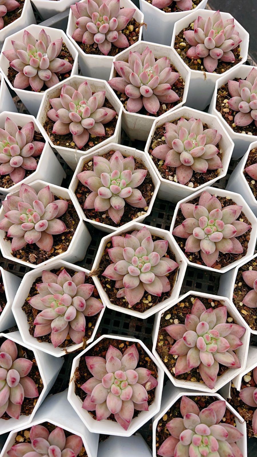 多肉植物 エケベリア