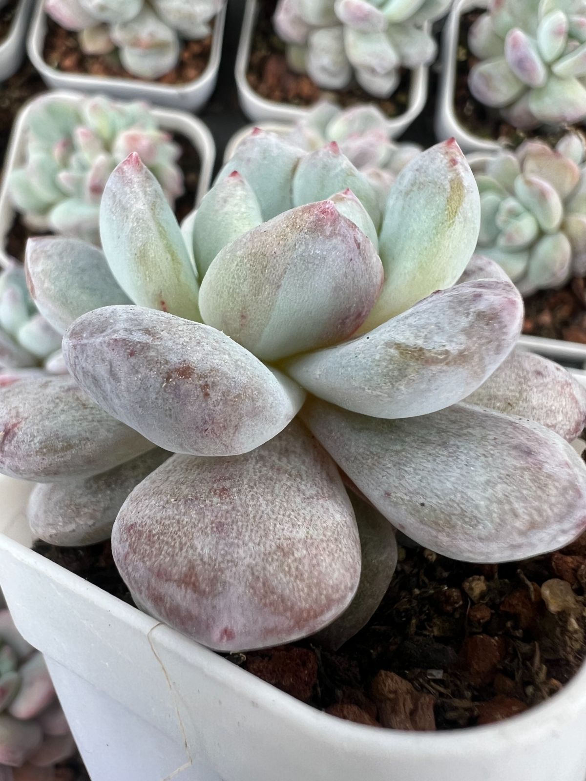 50株×オレンジムーロンセッカ 多肉植物 エケベリア セダム アエオニウム グラプトペタルム 韓国苗 寄せ植え YP 130