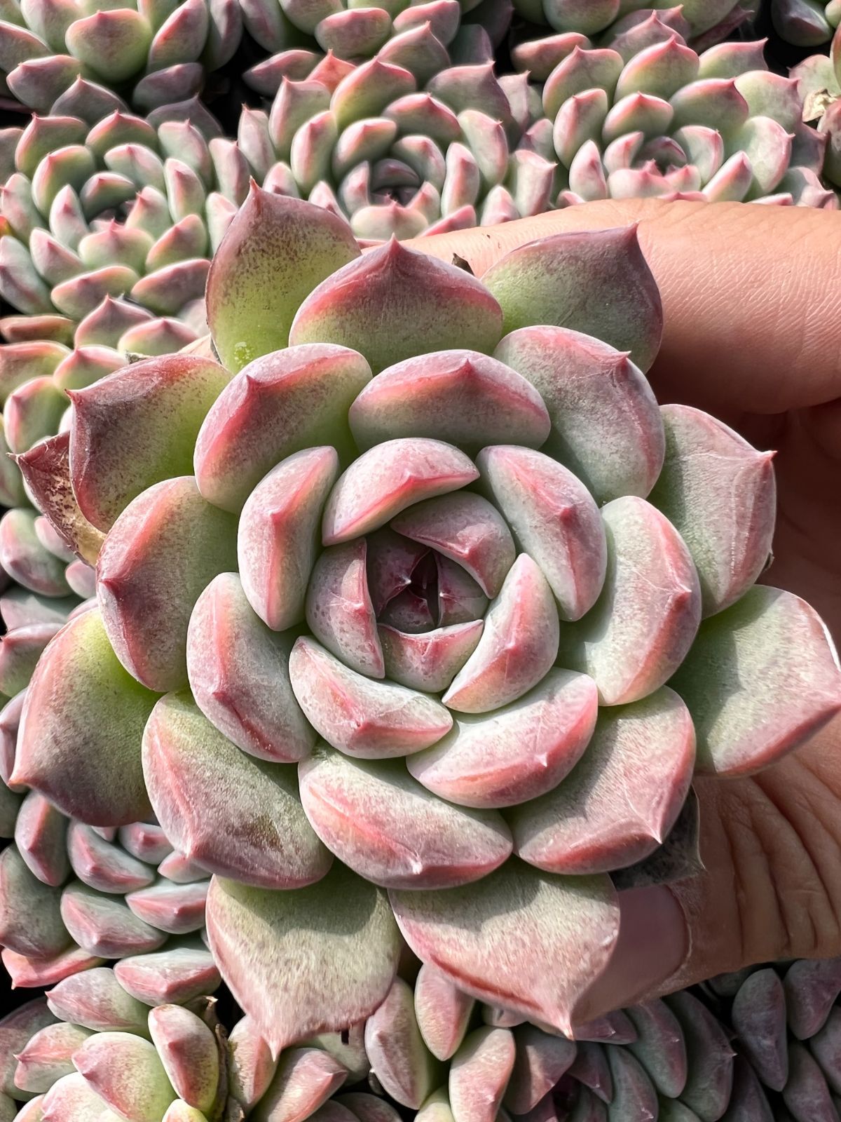 50株×アルバメニーザツ 多肉植物 エケベリア セダム アエオニウム グラプトペタルム 韓国苗 寄せ植え YP 119