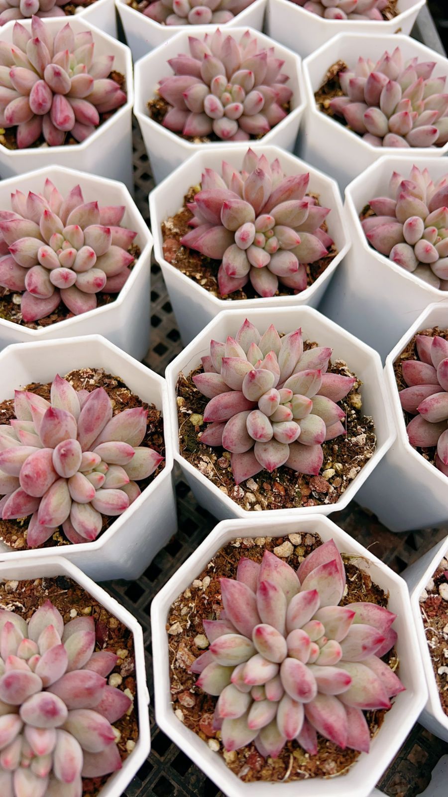 50株×キンギョヒメ 多肉植物 エケベリア セダム アエオニウム グラプトペタルム 韓国苗 寄せ植え YP 143 その他多肉植物 観葉植物 フラワー ガーデニング