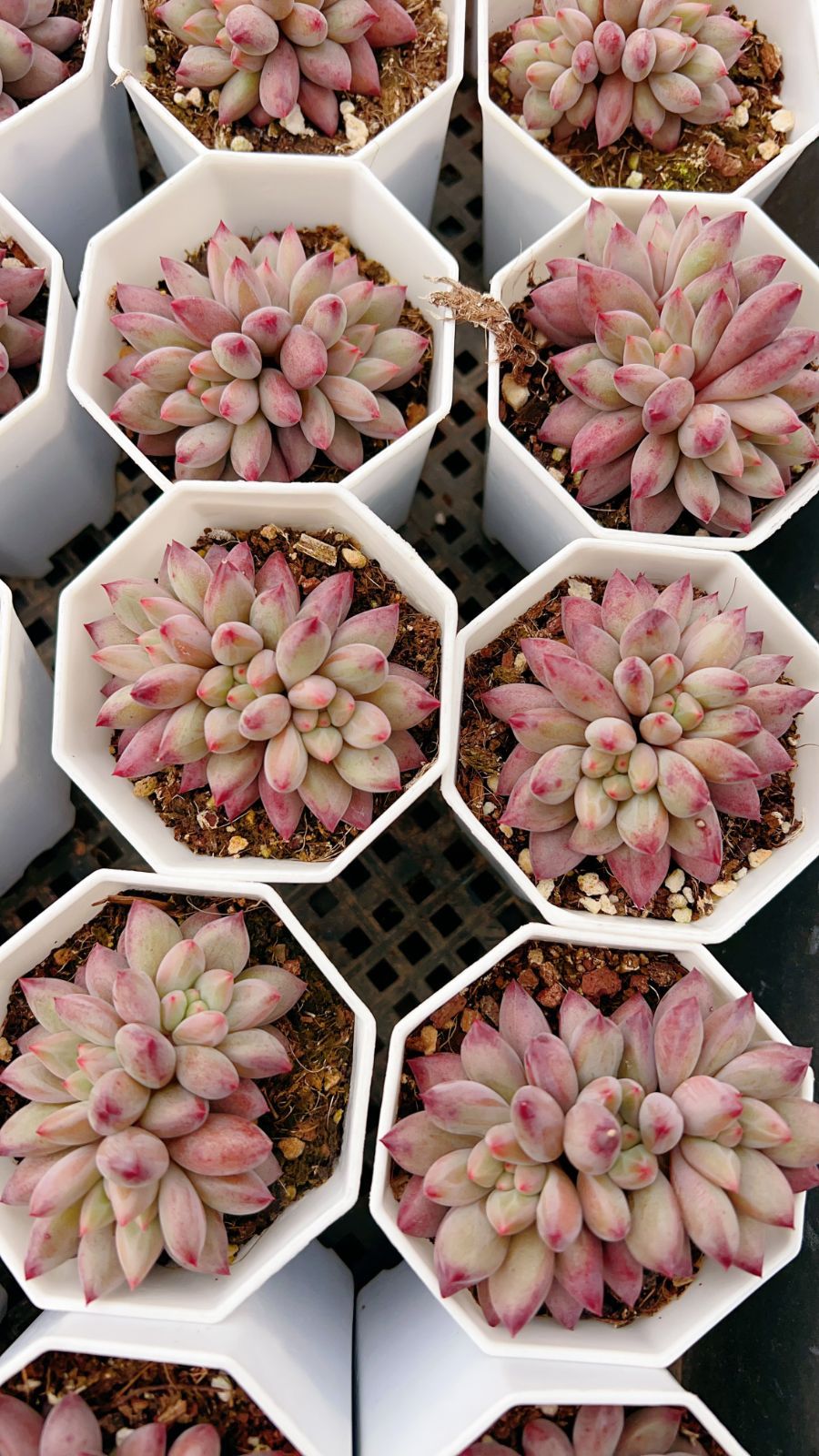 25株 キンギョヒメ 多肉植物 エケベリア セダム アエオニウム グラプトペタルム 韓国苗 寄せ植え YP 144