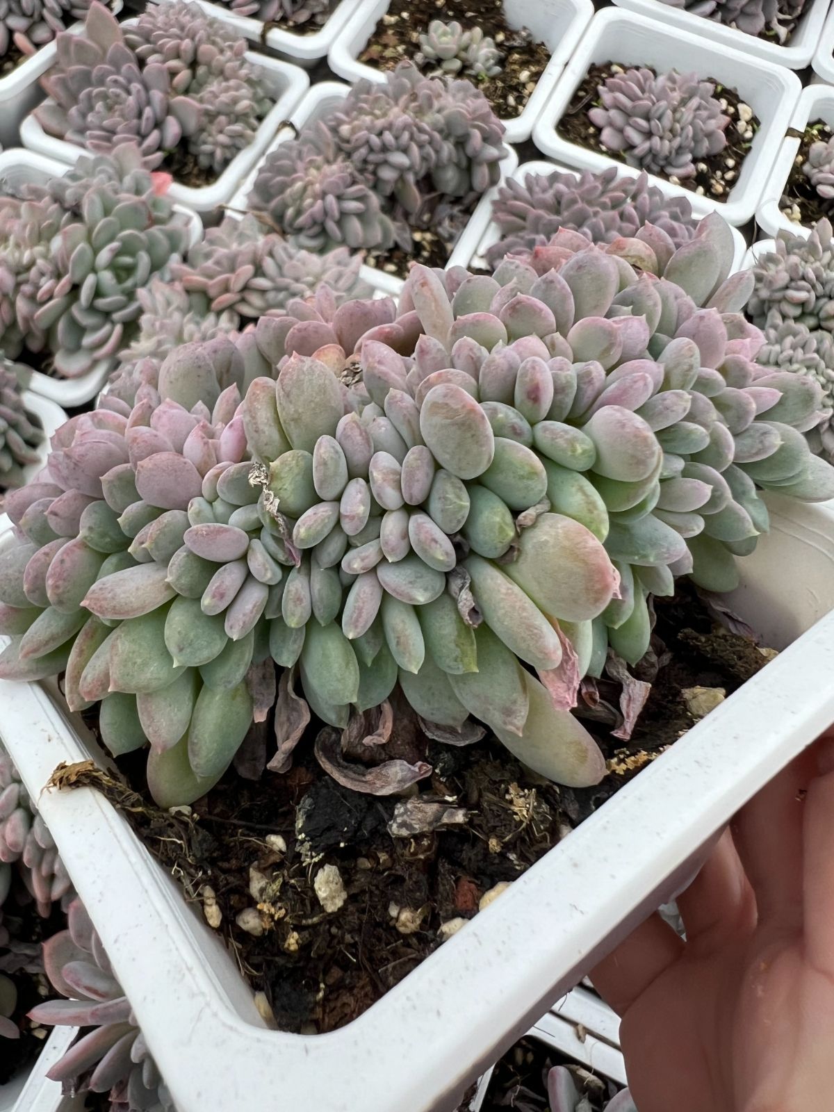 25株×メノウツイカ 多肉植物 エケベリア セダム アエオニウム グラプトペタルム 韓国苗 寄せ植え YP 146