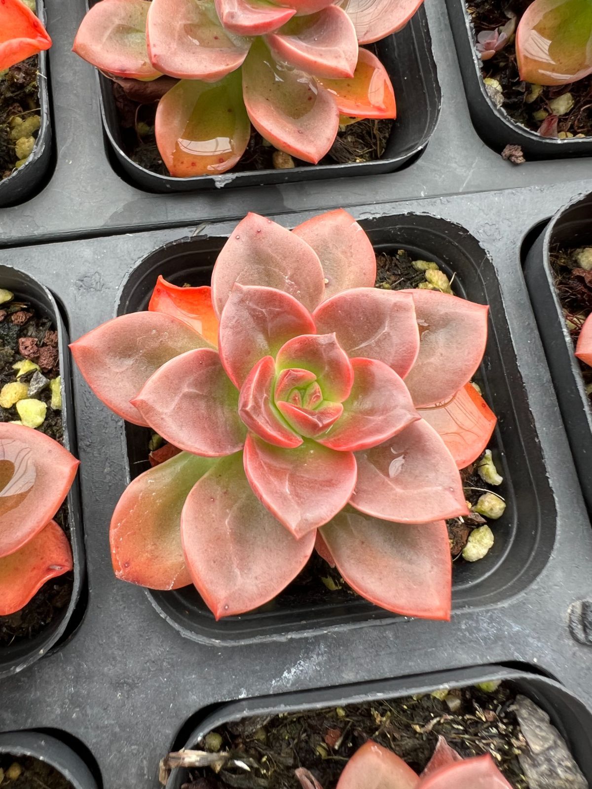 50株×チョコレート 多肉植物 エケベリア セダム アエオニウム グラプトペタルム 韓国苗 寄せ植え YP147