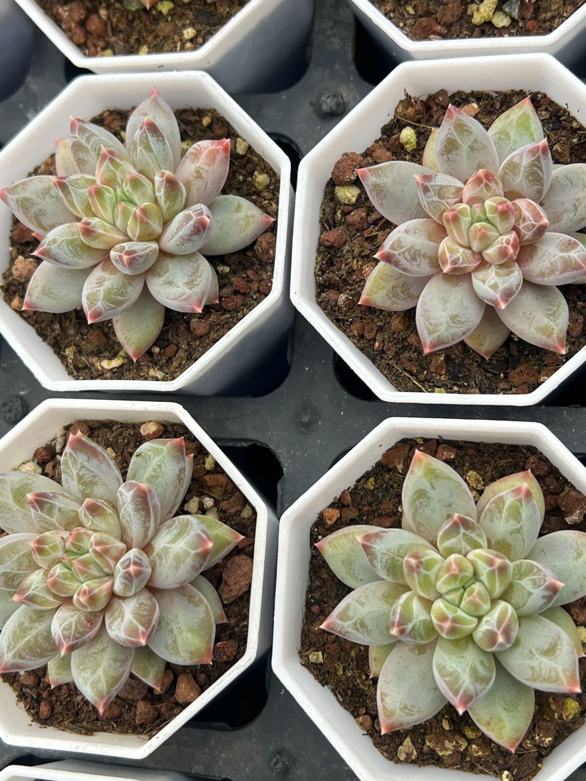 50株 ファントムビジン 多肉植物 エケベリア セダム アエオニウム グラプトペタルム 韓国苗 寄せ植え YP 151