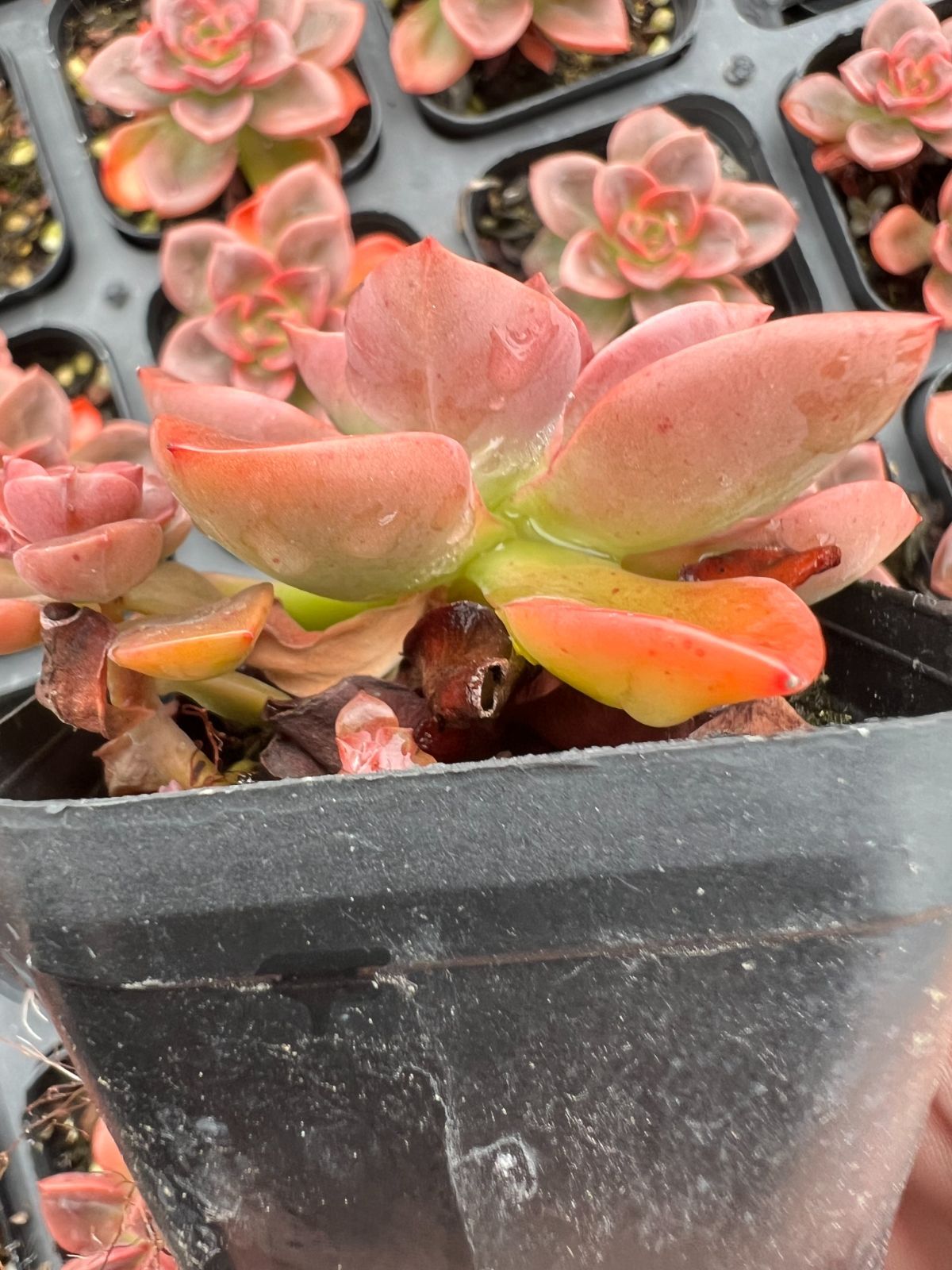 50株×チョコレート 多肉植物 エケベリア セダム アエオニウム グラプトペタルム 韓国苗 寄せ植え YP 147