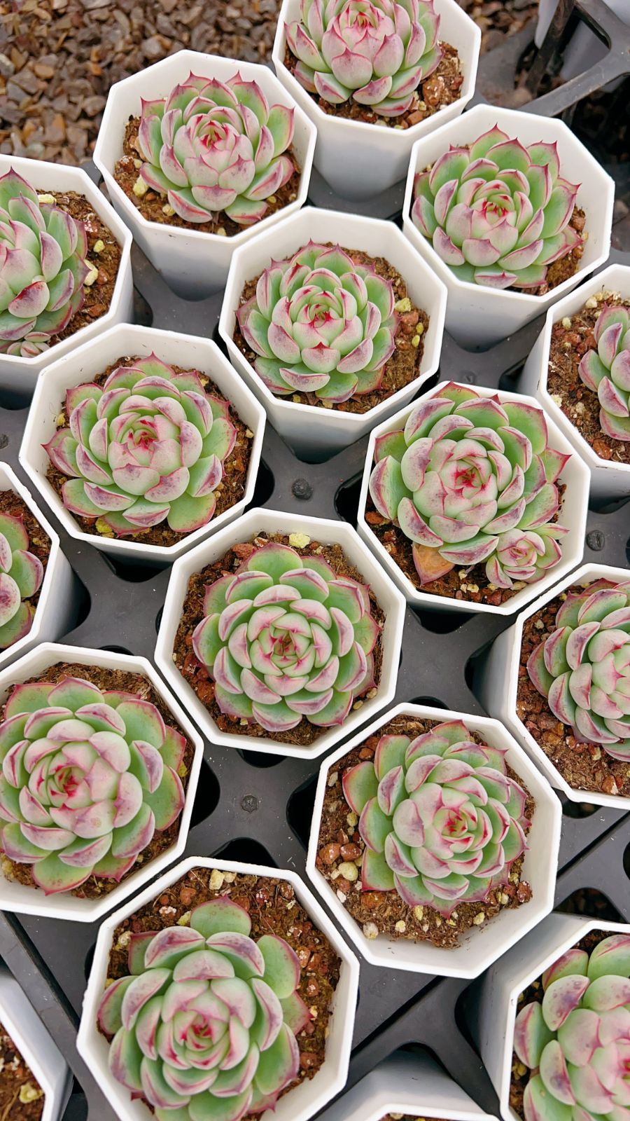 50株×コウコン 多肉植物 エケベリア セダム アエオニウム グラプトペタルム 韓国苗 寄せ植え YP 157