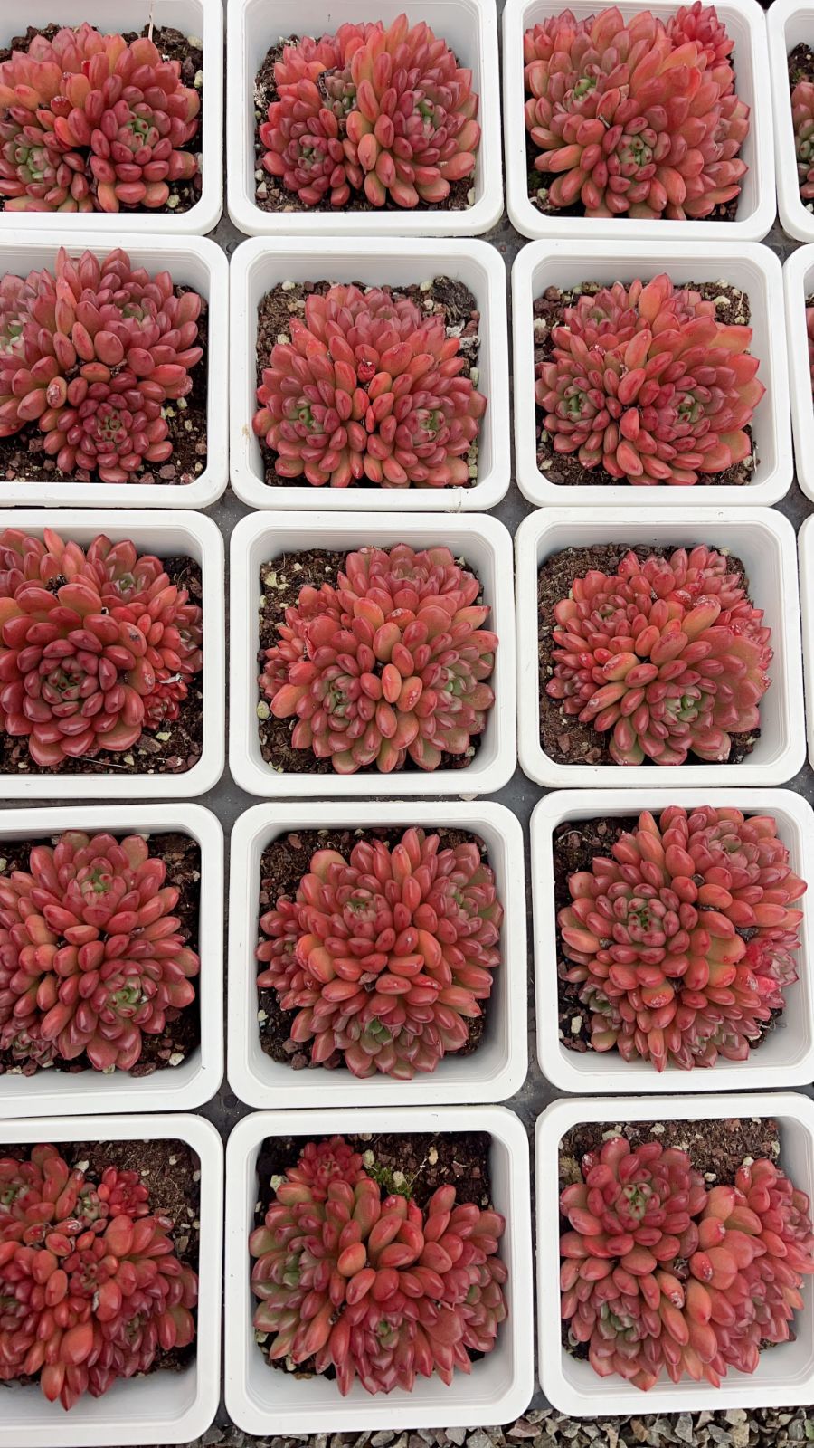 50株 ルビー 多肉植物 エケベリア セダム アエオニウム グラプトペタルム 韓国苗 寄せ植え YP 154