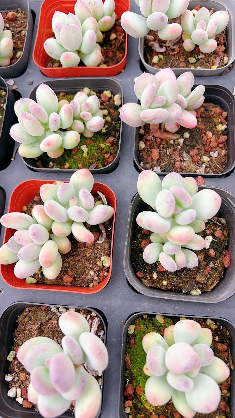 50株×アップルミルク 多肉植物 エケベリア セダム アエオニウム グラプトペタルム 韓国苗 寄せ植え YP 156