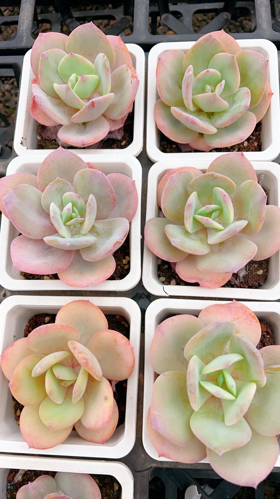 50株 ハクホウ 多肉植物 エケベリア セダム アエオニウム グラプトペタルム 韓国苗 寄せ植え YP 158