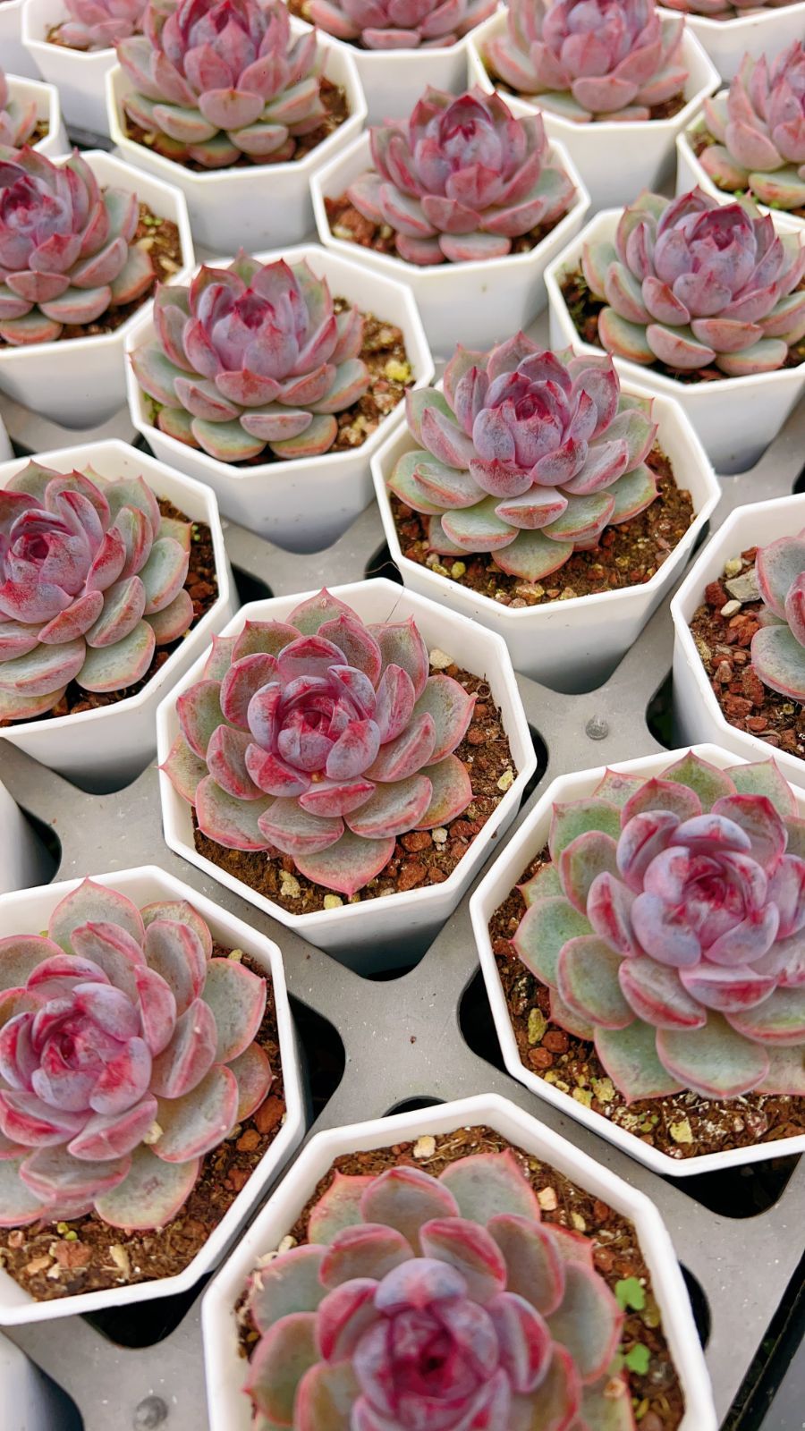 50株×ブルーベリー 多肉植物 エケベリア セダム アエオニウム グラプトペタルム 韓国苗 寄せ植え YP 164