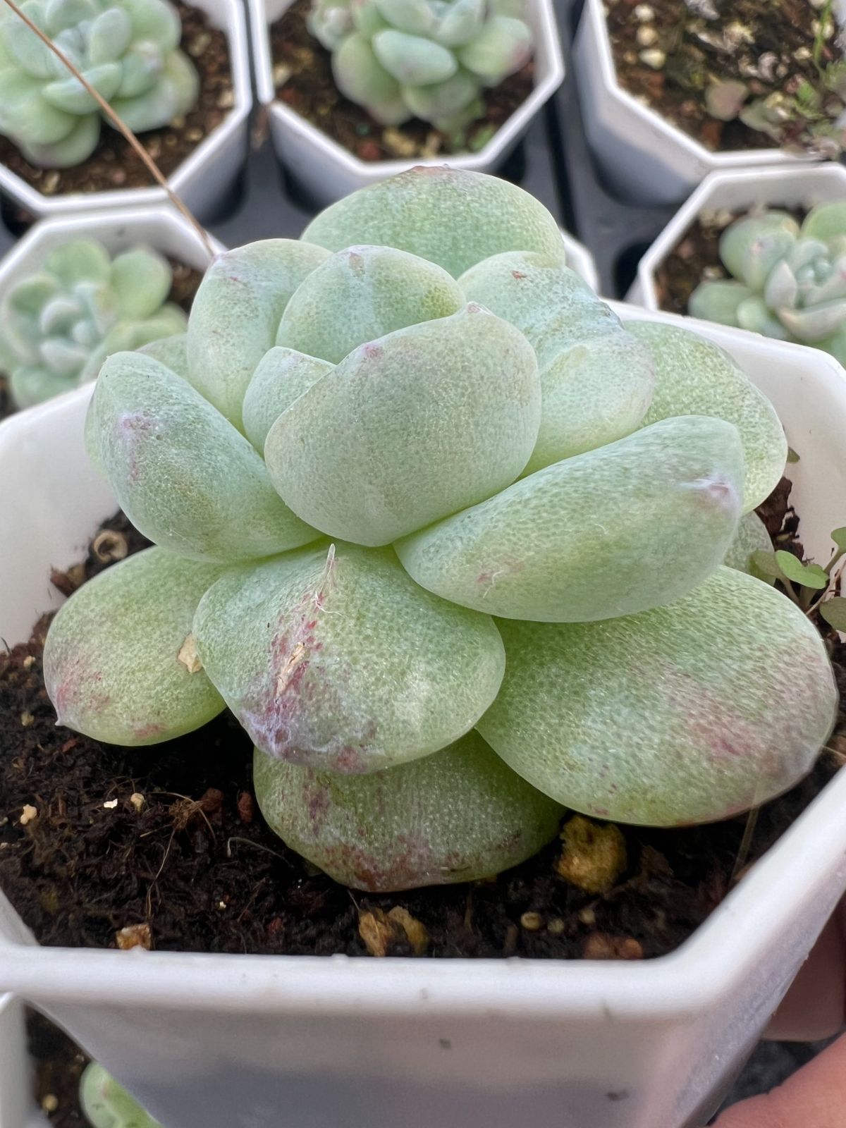 50株×ヒョウギョクセッカ 多肉植物 エケベリア セダム アエオニウム グラプトペタルム 韓国苗 寄せ植え YP 172