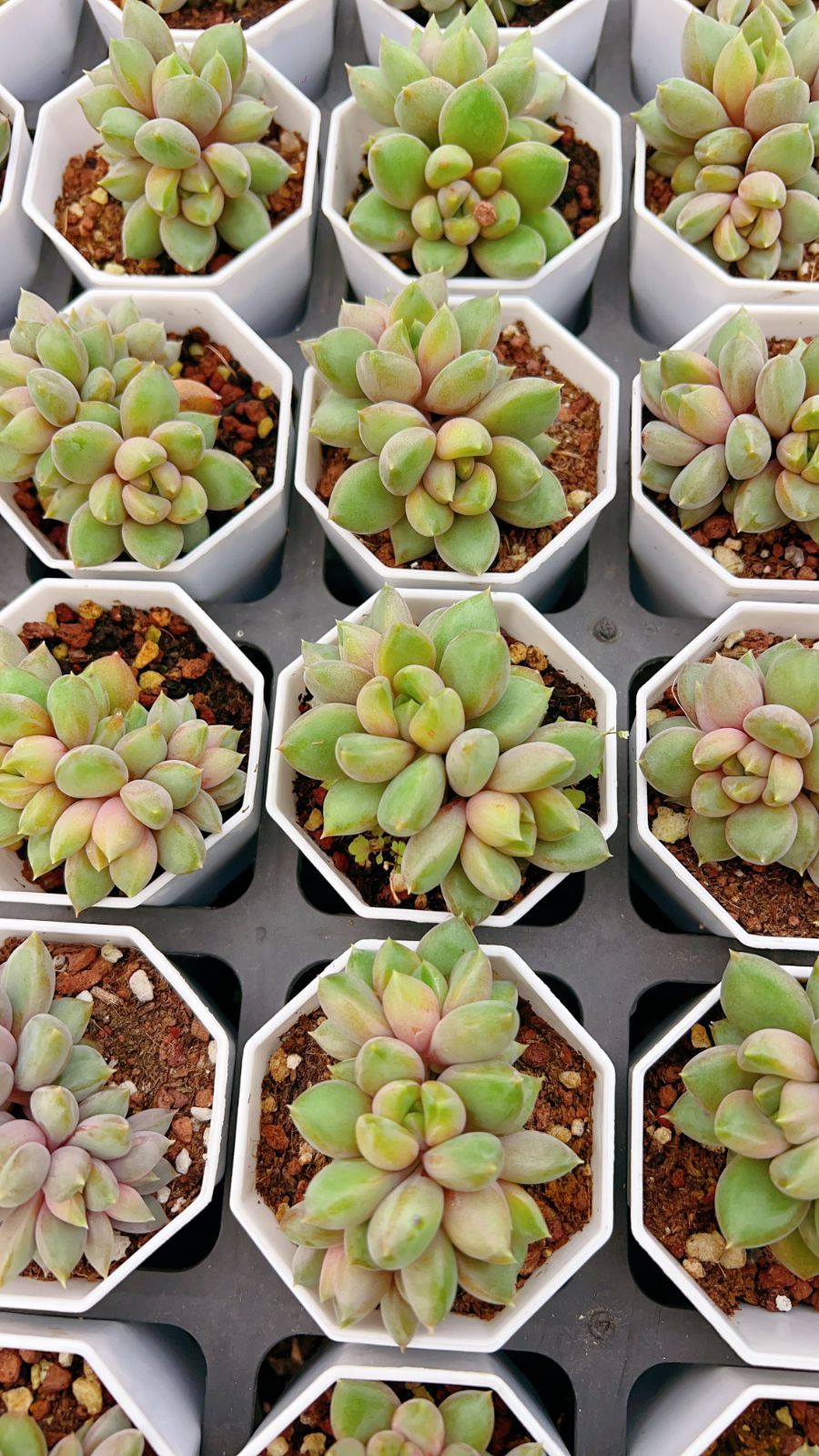 50株 レッドアイボリー 多肉植物 エケベリア セダム アエオニウム グラプトペタルム 韓国苗 寄せ植え YP 167