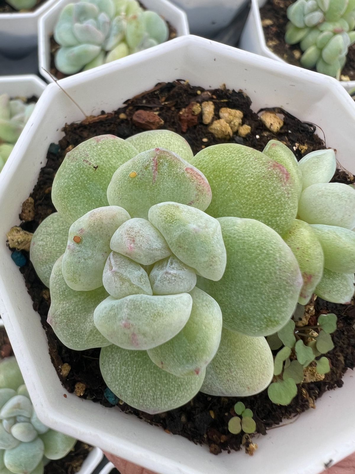 50株 ヒョウギョクセッカ 多肉植物 エケベリア セダム アエオニウム グラプトペタルム 韓国苗 寄せ植え YP 173