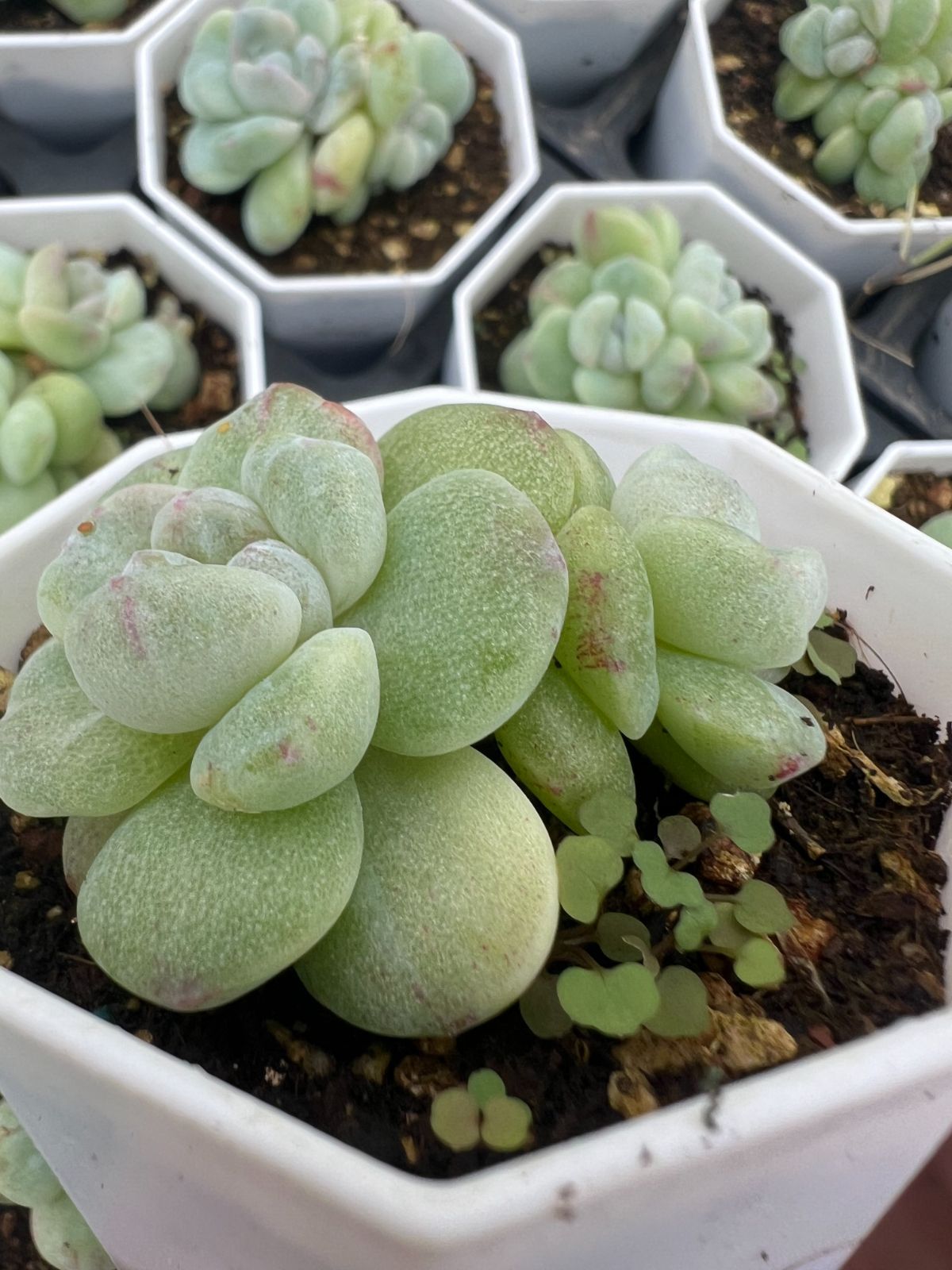 50株×ヒョウギョクセッカ 多肉植物 エケベリア セダム アエオニウム グラプトペタルム 韓国苗 寄せ植え YP 173