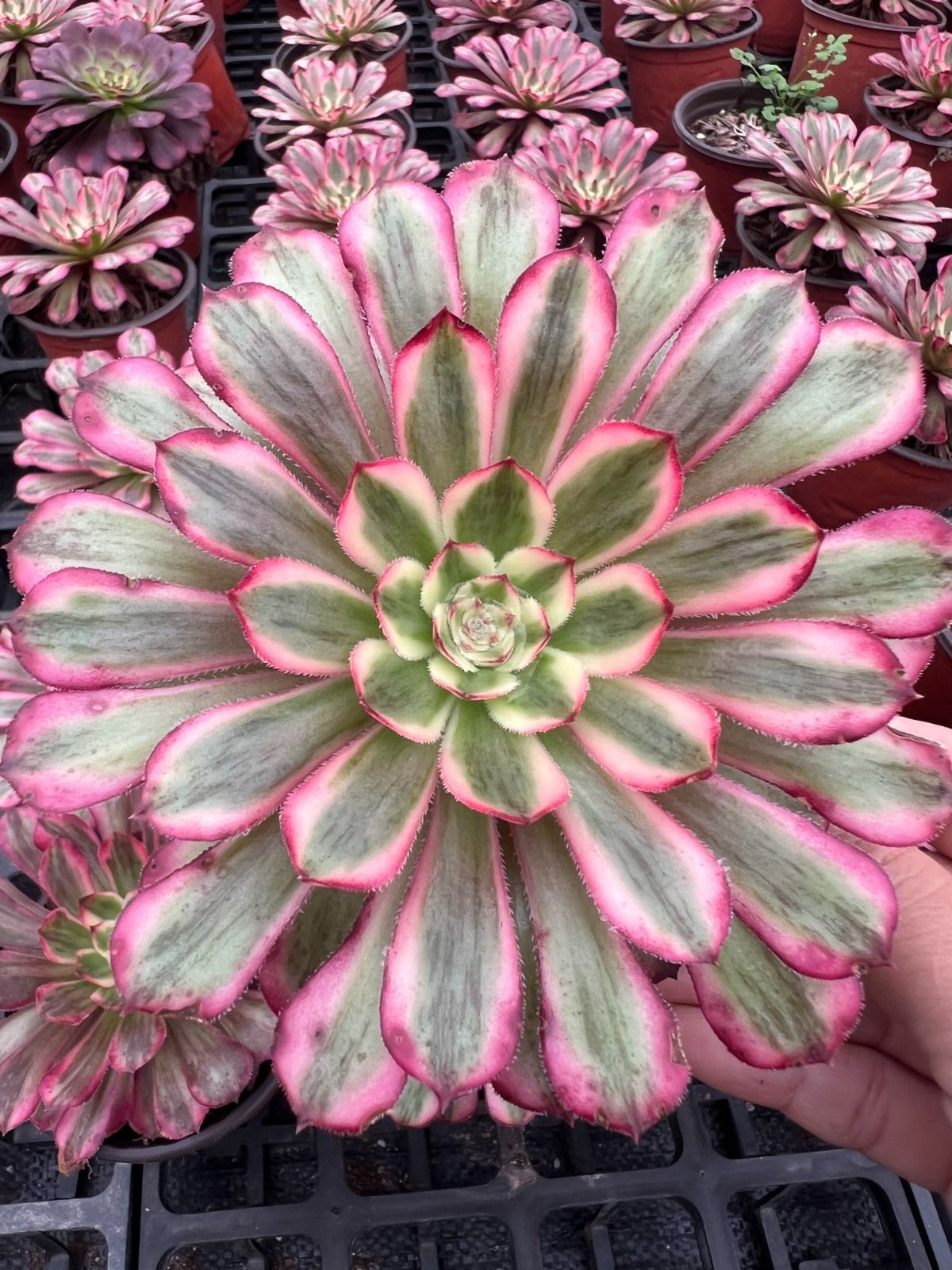 18株×シュクユウ 多肉植物 エケベリア セダム アエオニウム グラプトペタルム 韓国苗 寄せ植え YP 180