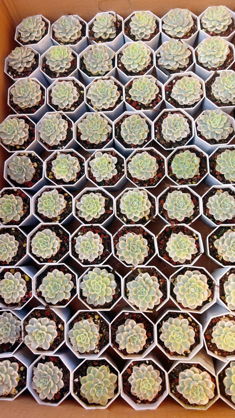 50株×ピンクマリオネット 多肉植物 エケベリア セダム アエオニウム グラプトペタルム 韓国苗 寄せ植え YP 128