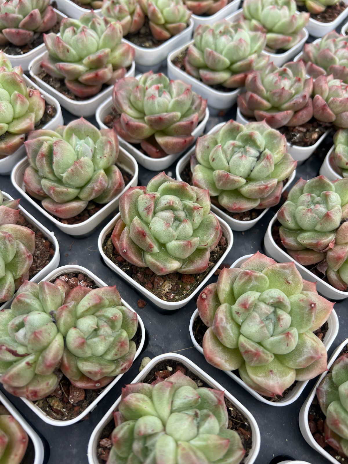 50株×ラムレット 多肉植物 エケベリア セダム アエオニウム グラプトペタルム 韓国苗 寄せ植え YP 132