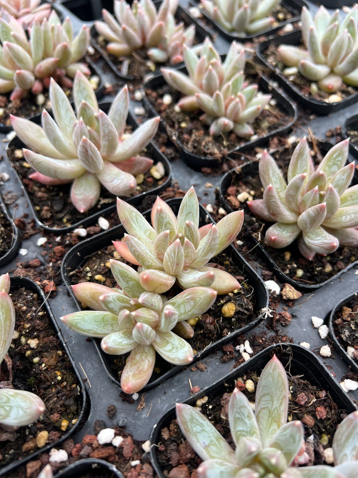 50株 ゲンサイセイ 多肉植物 エケベリア セダム アエオニウム グラプトペタルム 韓国苗 寄せ植え YP 135