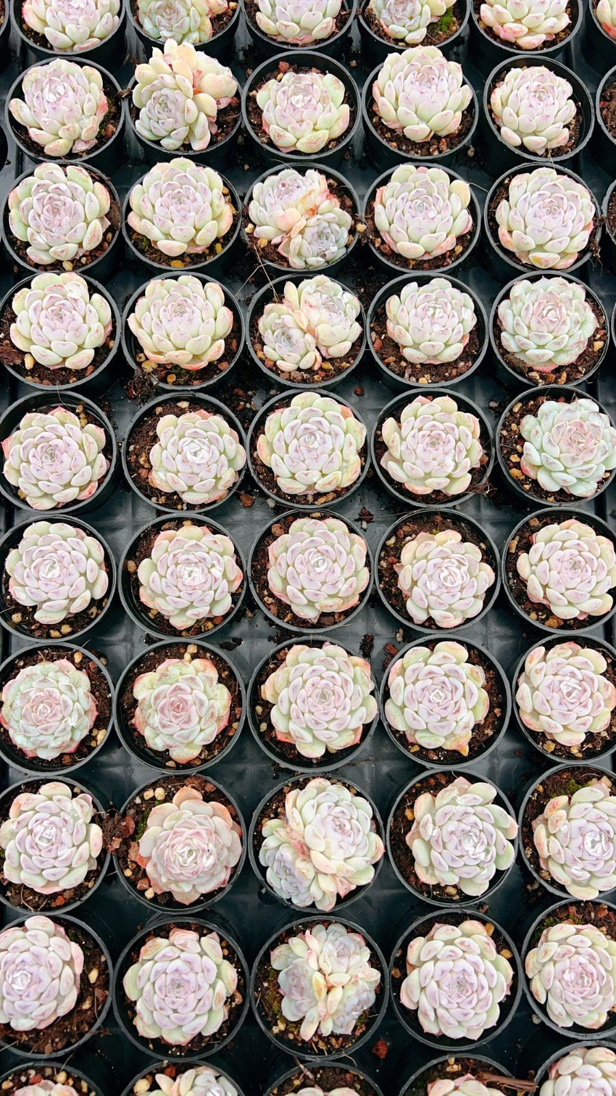 50株 セツガン 多肉植物 エケベリア セダム アエオニウム グラプトペタルム 韓国苗 寄せ植え YP 138