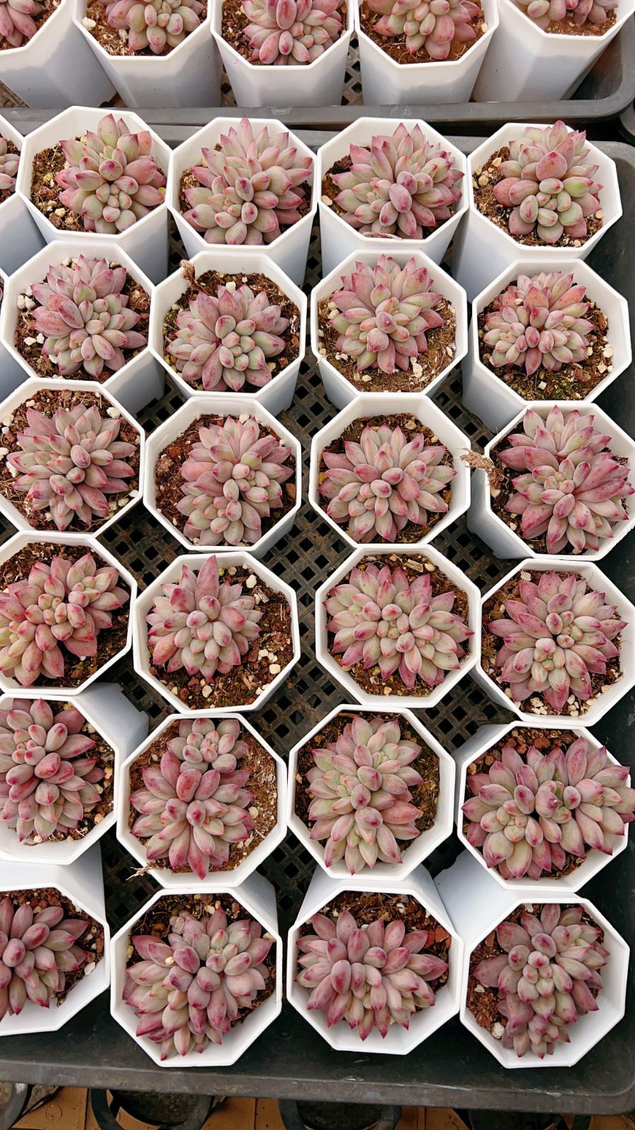 25株×キンギョヒメ 多肉植物 エケベリア セダム アエオニウム グラプトペタルム 韓国苗 寄せ植え YP 144