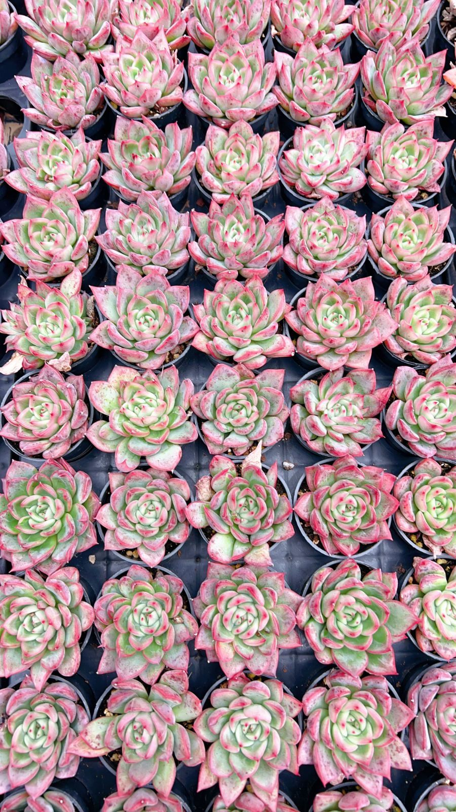 50株×フロ ナ 多肉植物 エケベリア セダム アエオニウム グラプトペタルム 韓国苗 寄せ植え YP 145