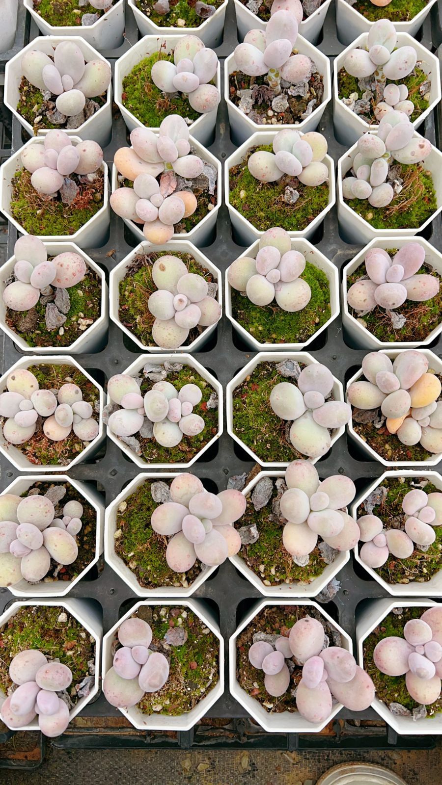 50株×チーズ 多肉植物 エケベリア セダム アエオニウム グラプトペタルム 韓国苗 寄せ植え YP 148