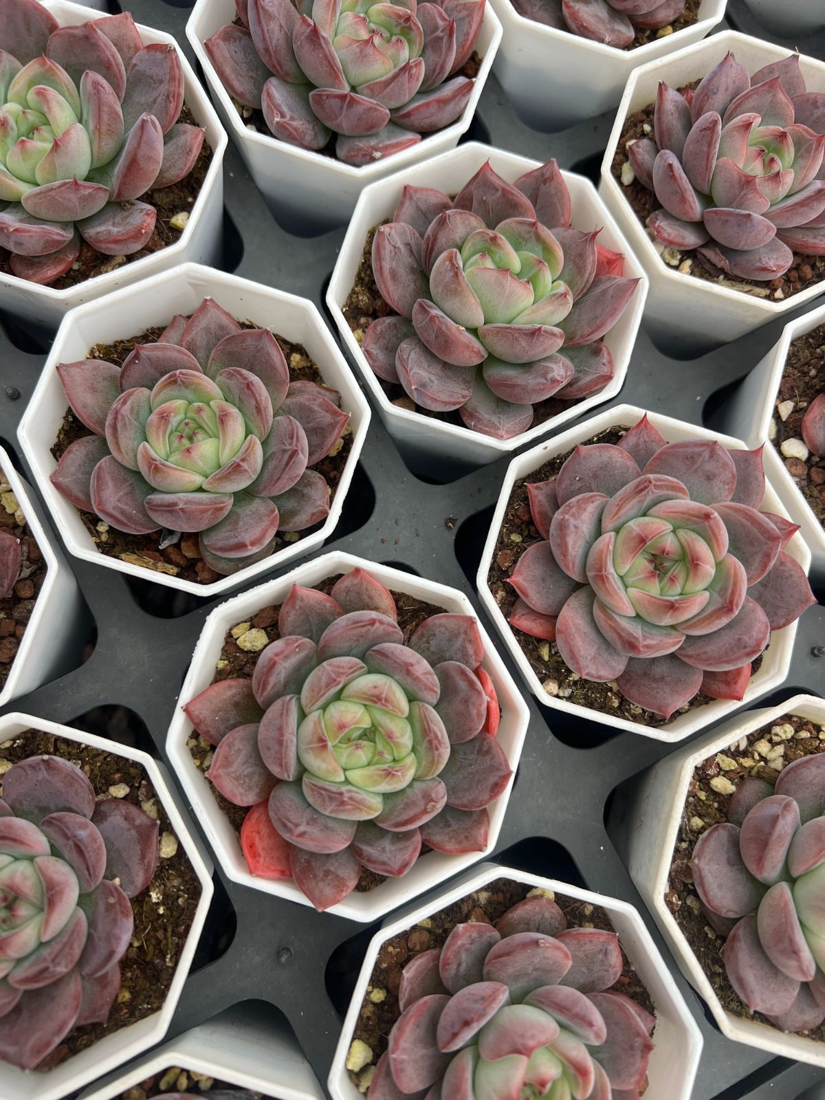 25株×コウラン 多肉植物 エケベリア セダム アエオニウム グラプトペタルム 韓国苗 寄せ植え YP 149