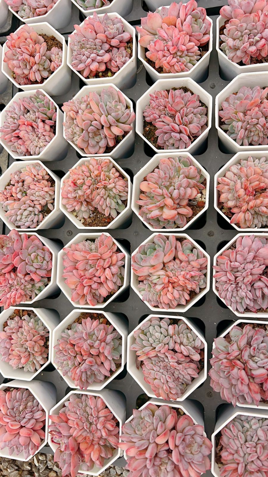 50株×ピンクジェニーツイカ 多肉植物 エケベリア セダム アエオニウム グラプトペタルム 韓国苗 寄せ植え YP 150