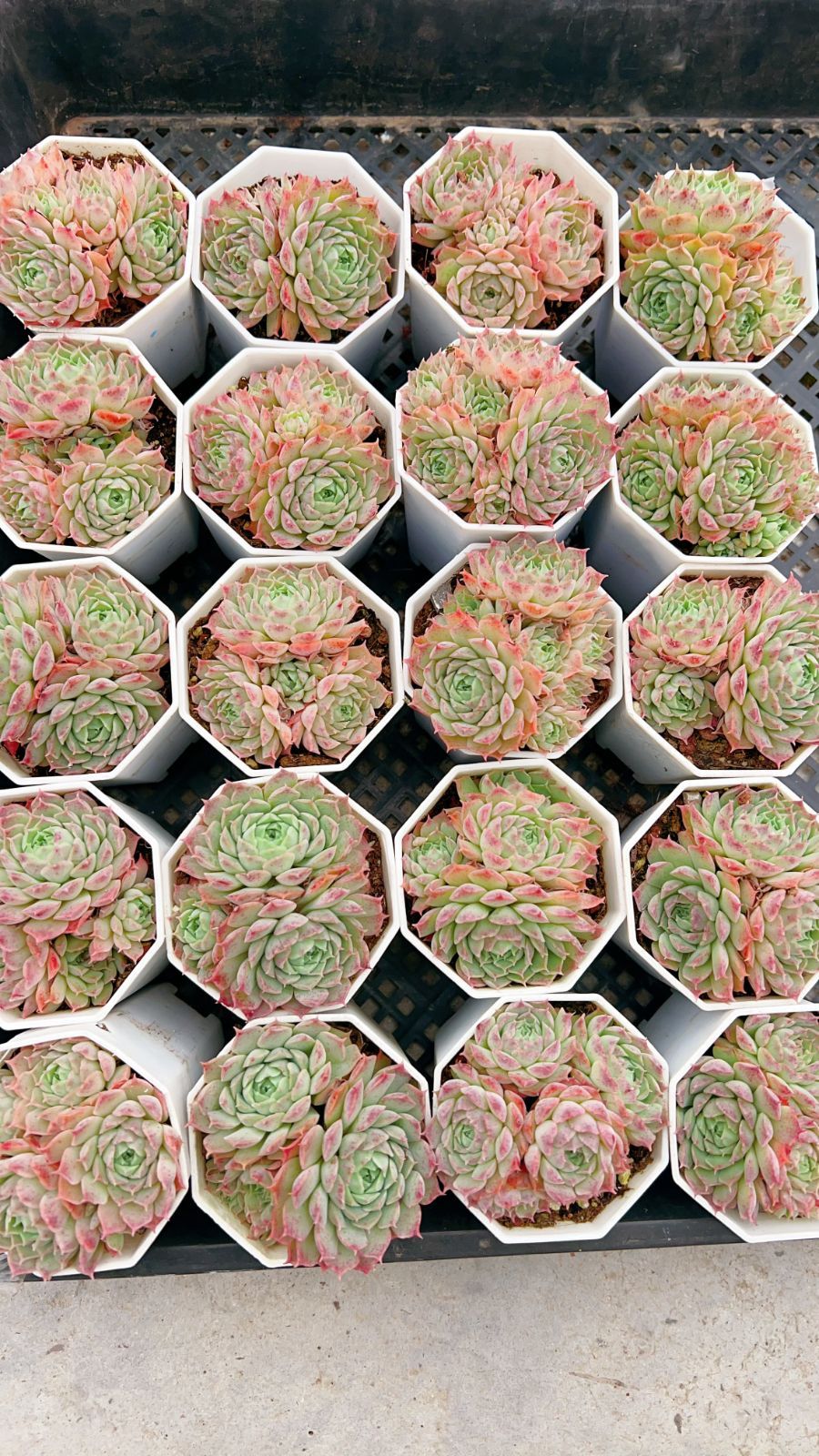 50株×シュサシ 多肉植物 エケベリア セダム アエオニウム グラプトペタルム 韓国苗 寄せ植え YP 153