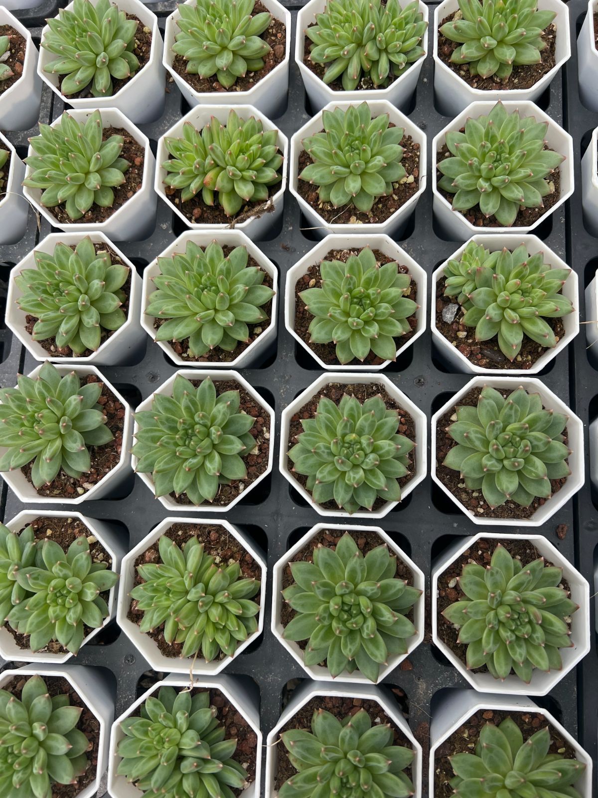 50株 コッコツモジ 多肉植物 エケベリア セダム アエオニウム グラプトペタルム 韓国苗 寄せ植え YP 152