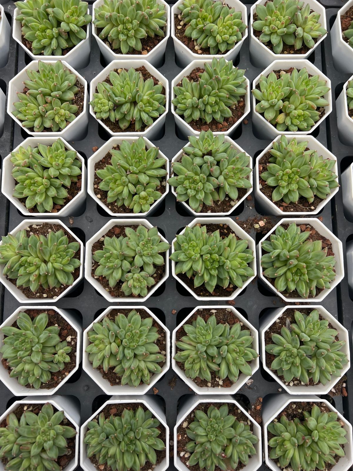 50株×コッコツモジ 多肉植物 エケベリア セダム アエオニウム グラプトペタルム 韓国苗 寄せ植え YP 159