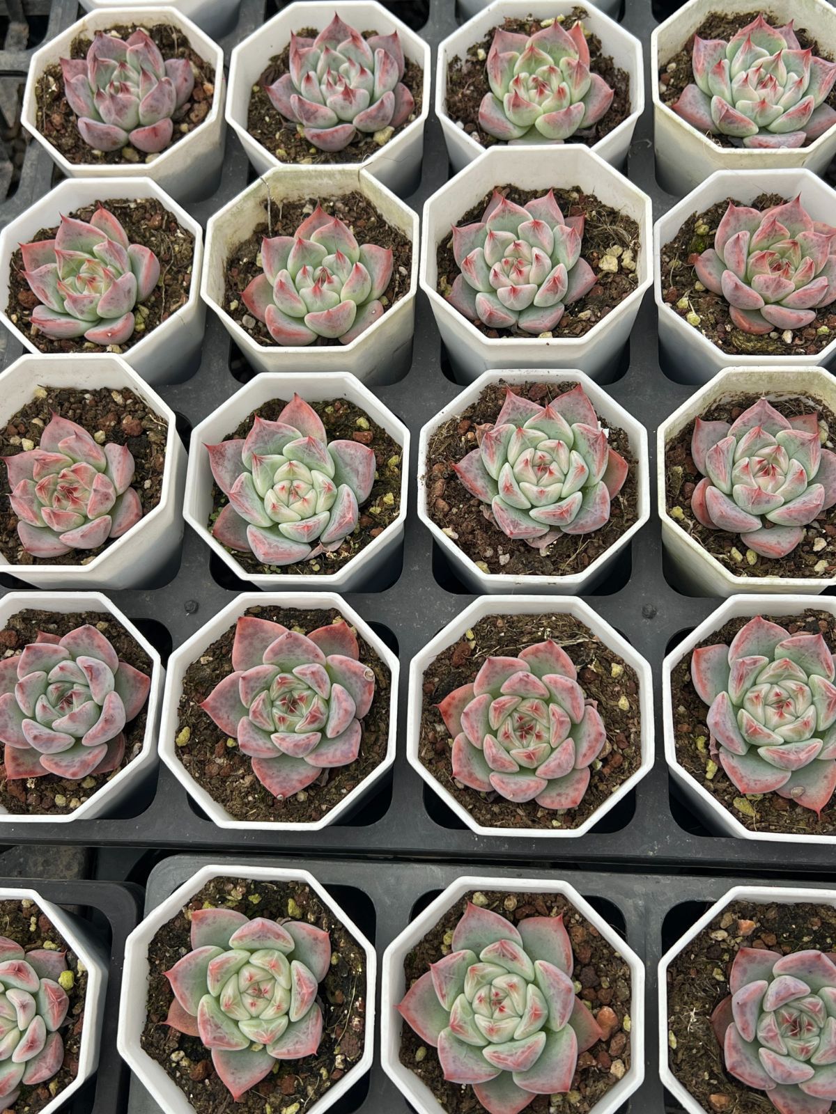 50株 エンギャイ 多肉植物 エケベリア セダム アエオニウム グラプトペタルム 韓国苗 寄せ植え YP 160