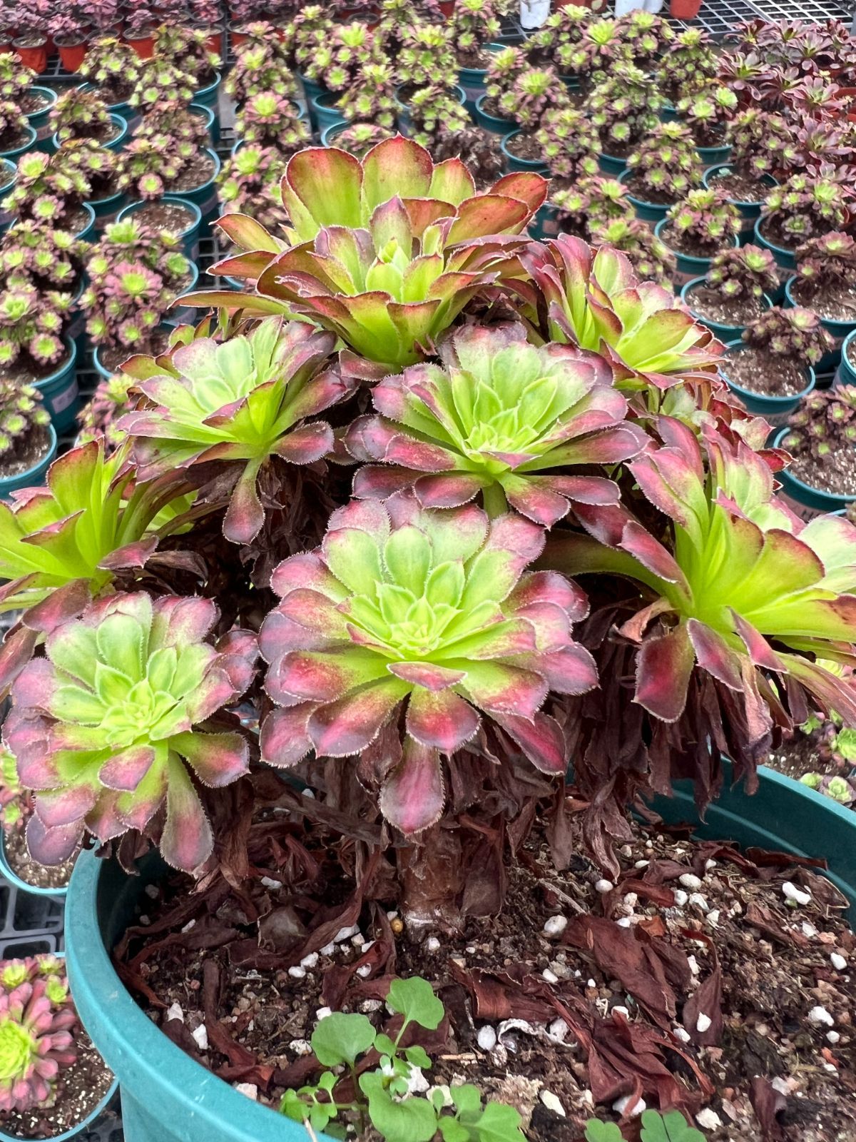 6株×ドウガン 多肉植物 エケベリア セダム アエオニウム グラプトペタルム 韓国苗 寄せ植え YP 175