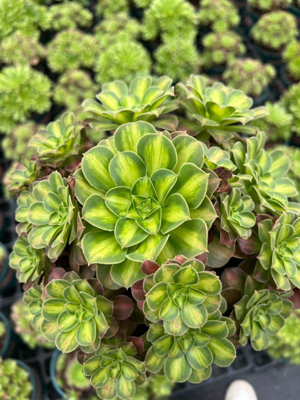 6株×ショウカ 多肉植物 エケベリア セダム アエオニウム グラプトペタルム 韓国苗 寄せ植え YP 177