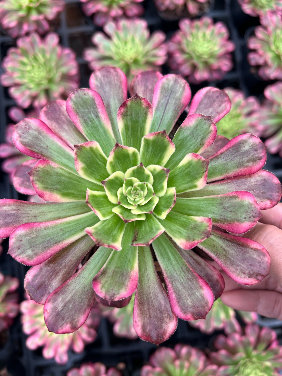 18株×ヴィーナス 多肉植物 エケベリア セダム アエオニウム グラプトペタルム 韓国苗 寄せ植え YP 178