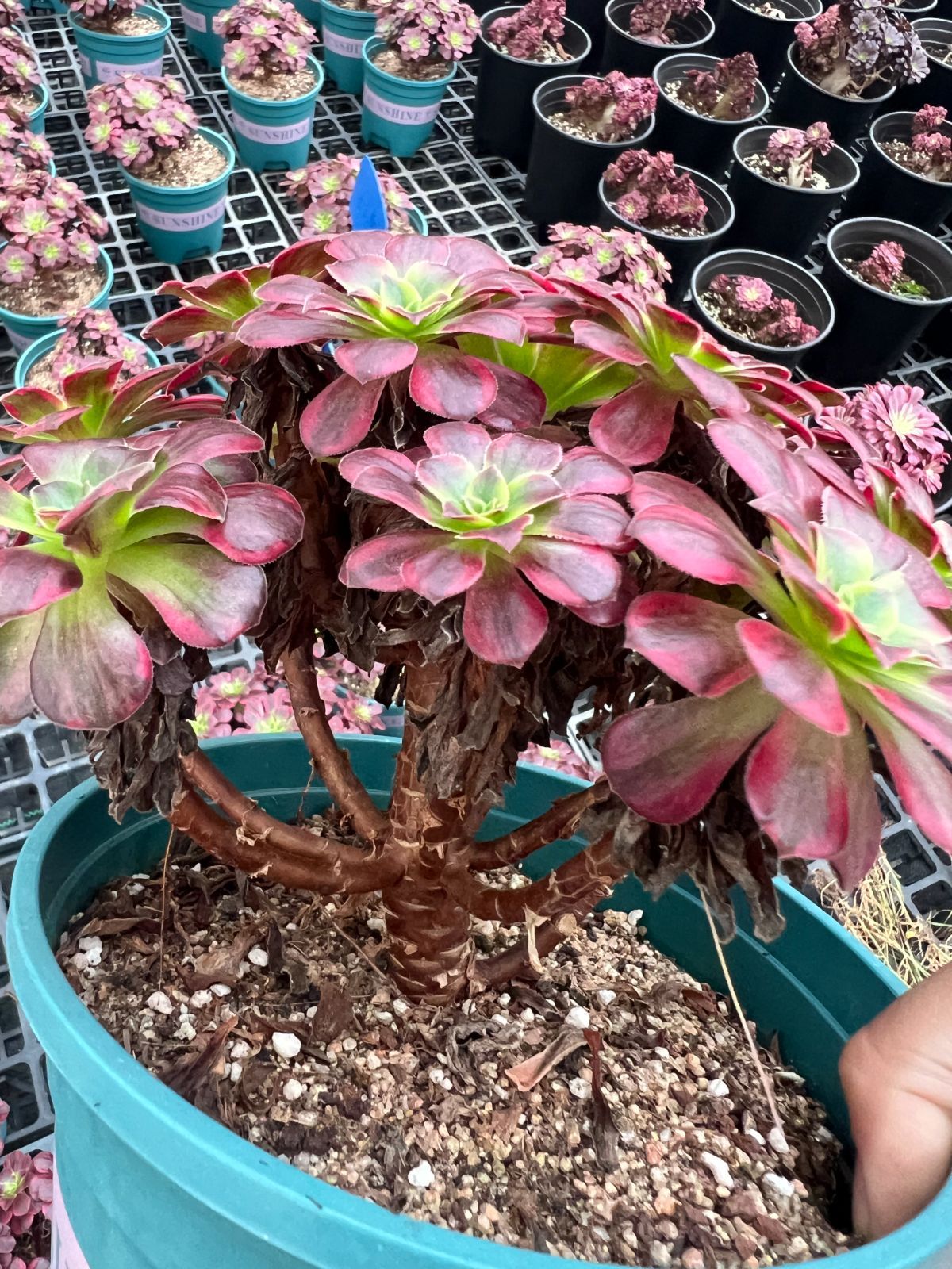 6株×アンナ 多肉植物 エケベリア セダム アエオニウム グラプトペタルム 韓国苗 寄せ植え YP 184