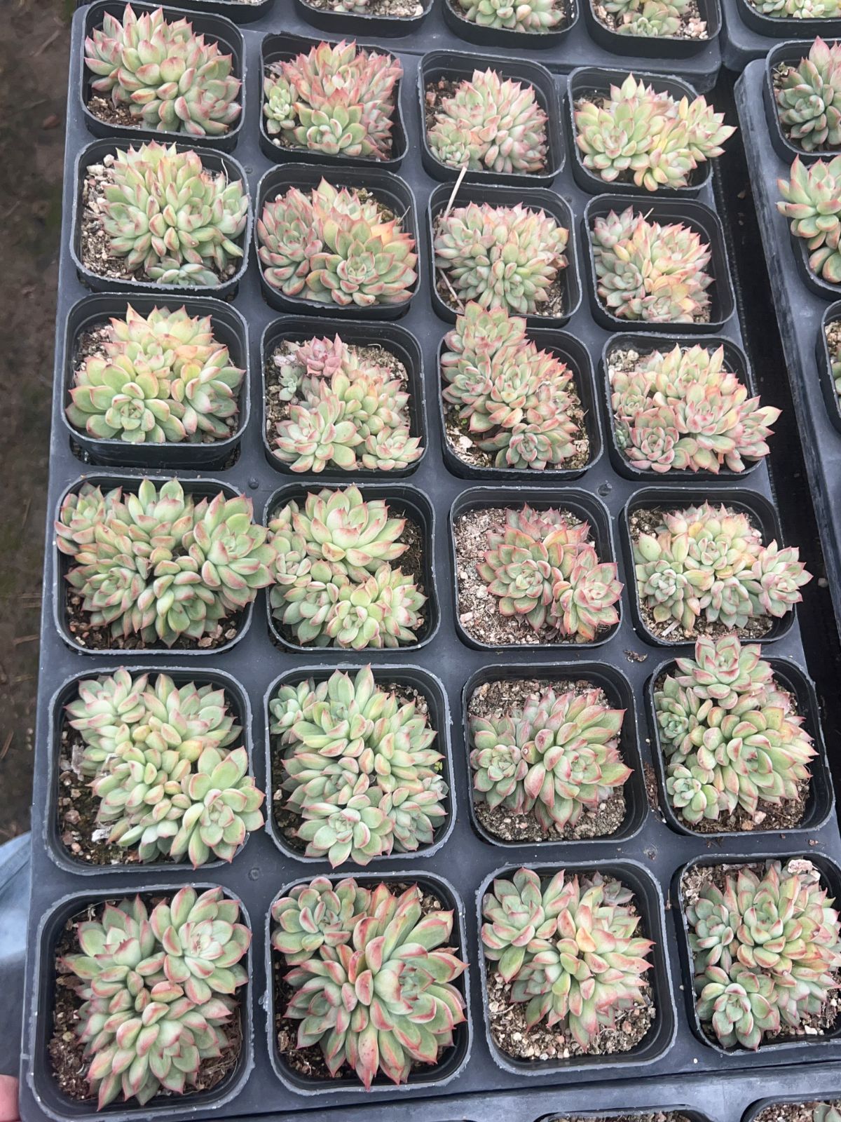 50株×メヒナ 多肉植物 エケベリア セダム アエオニウム グラプトペタルム 韓国苗 寄せ植え YP 106