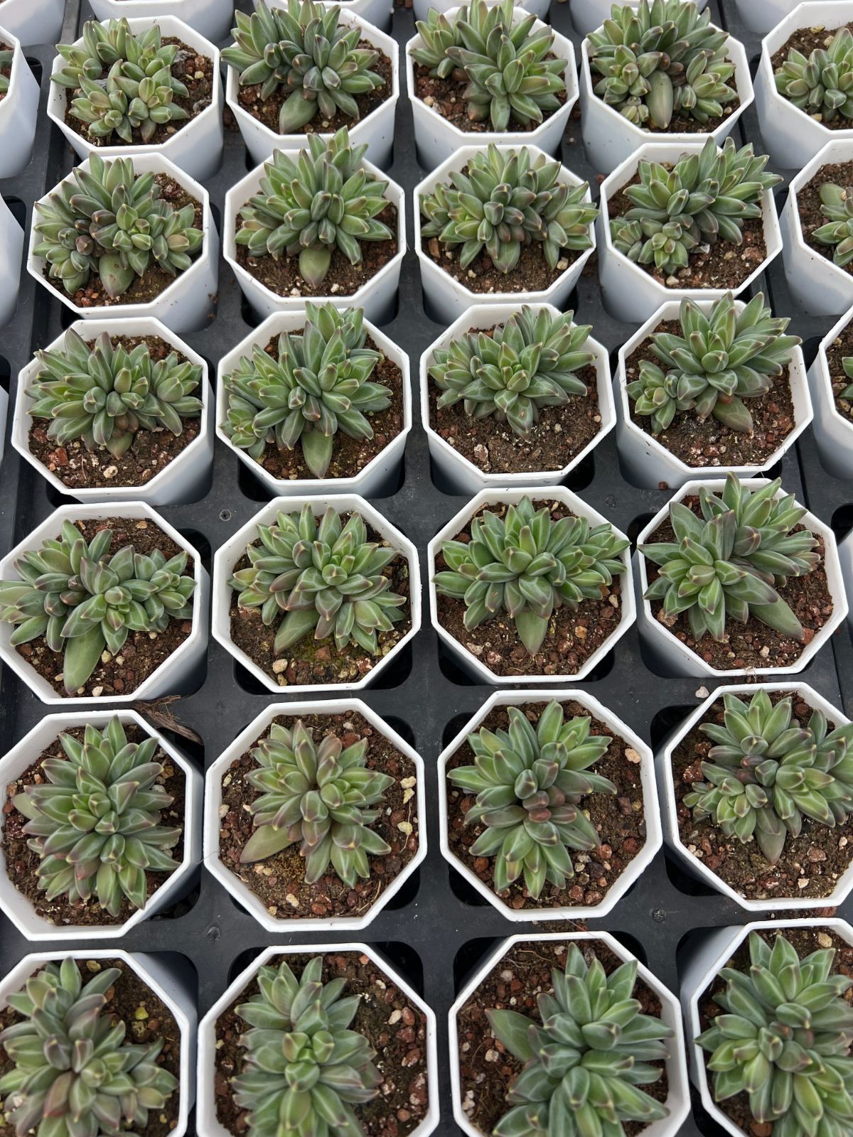 50株×ファンゴー 多肉植物 エケベリア セダム アエオニウム グラプトペタルム 韓国苗 寄せ植え YP 169