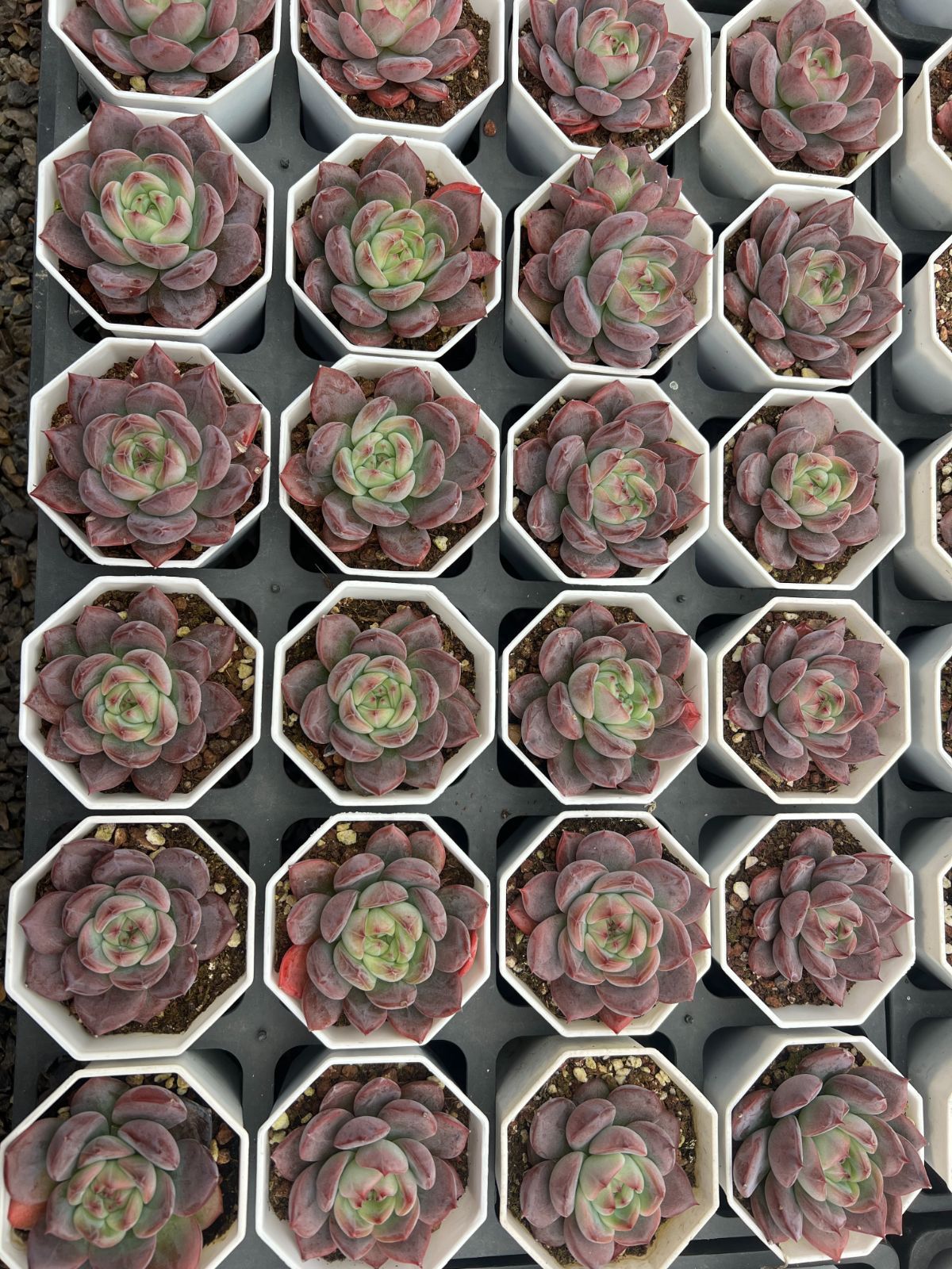 25株×コウラン 多肉植物 エケベリア セダム アエオニウム グラプトペタルム 韓国苗 寄せ植え YP 149