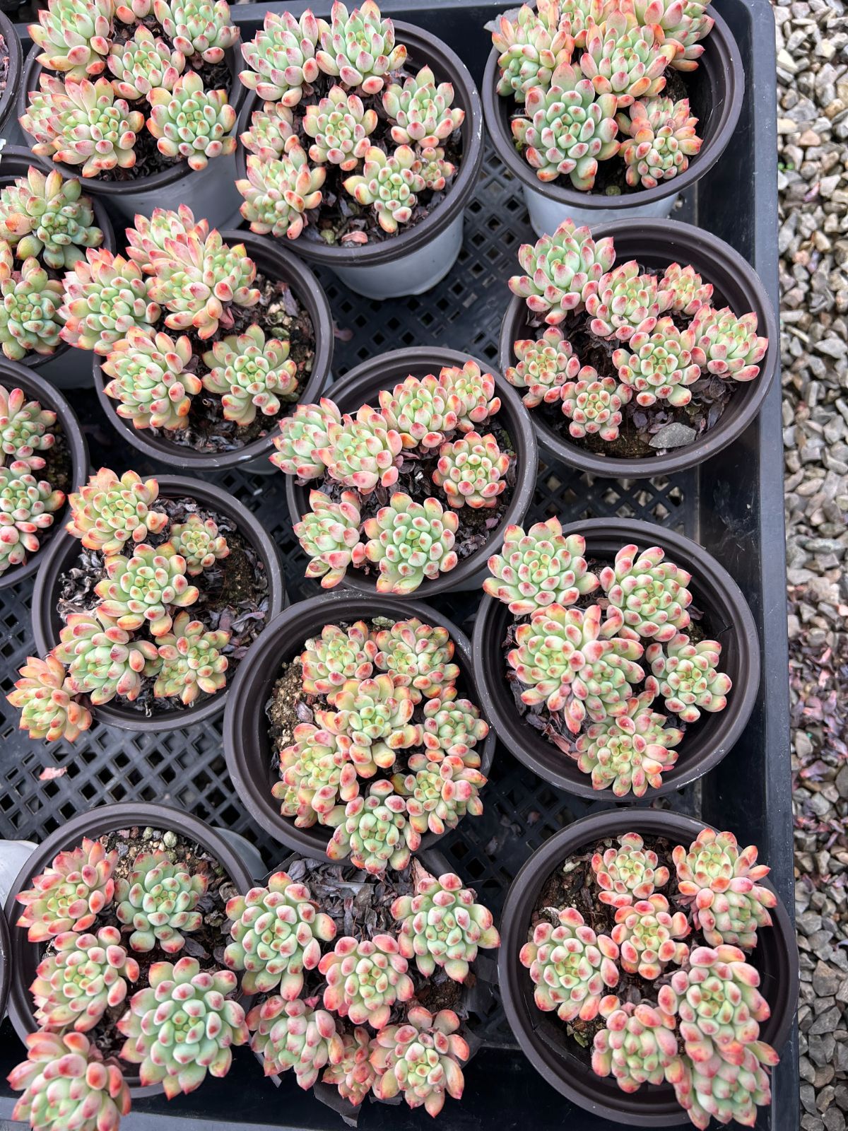 50株 ブルーアップル 多肉植物 エケベリア セダム アエオニウム グラプトペタルム 韓国苗 寄せ植え YP 168